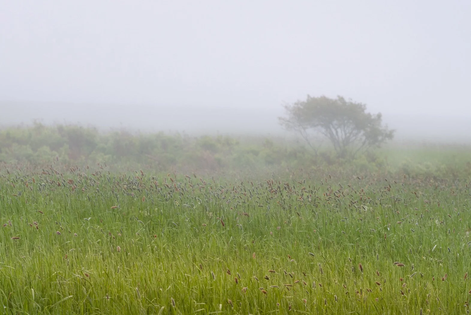 Marsh in Morning Mist - 7417