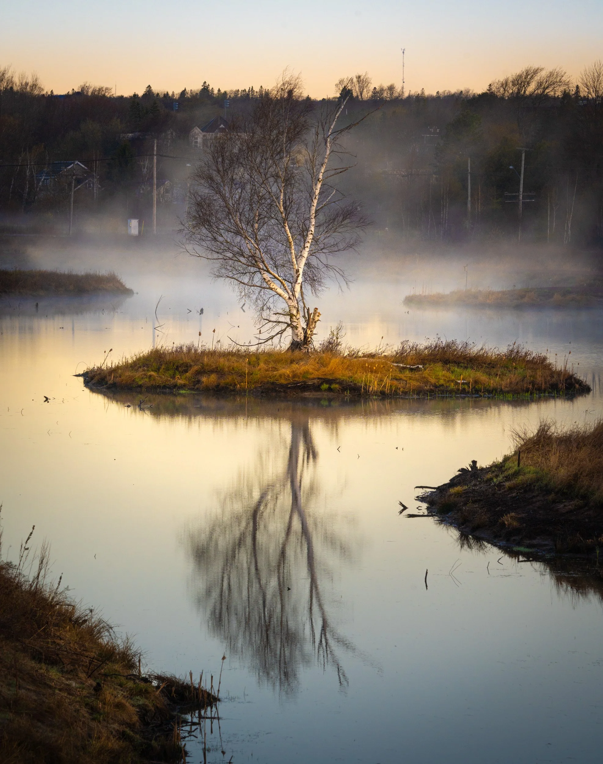 Island Tree - 7222