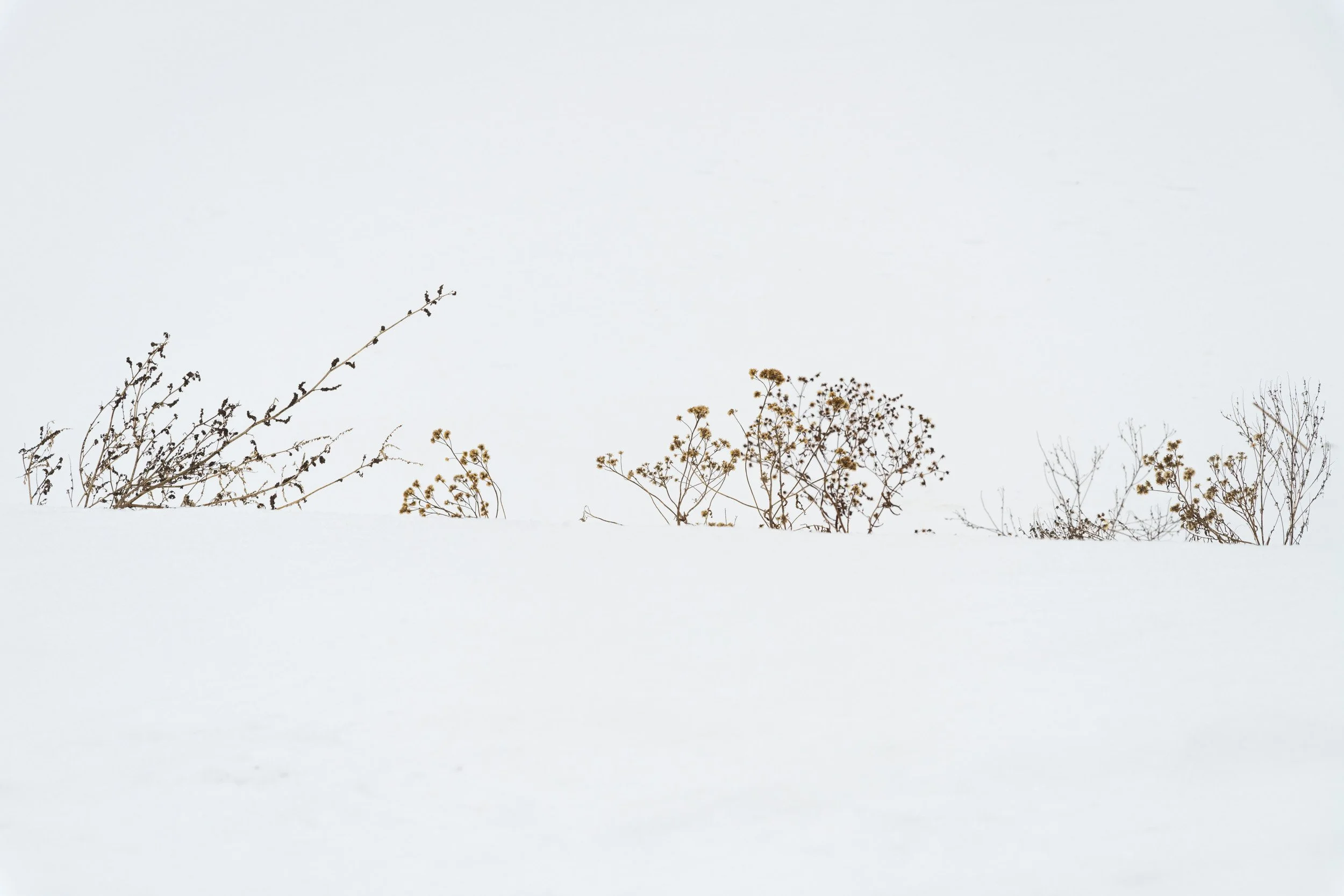 Snow Embrace - 6338