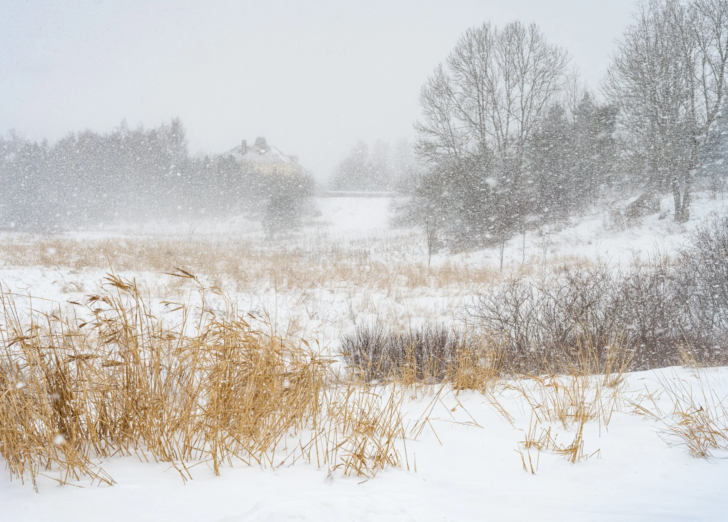 Snow Squall - 2588