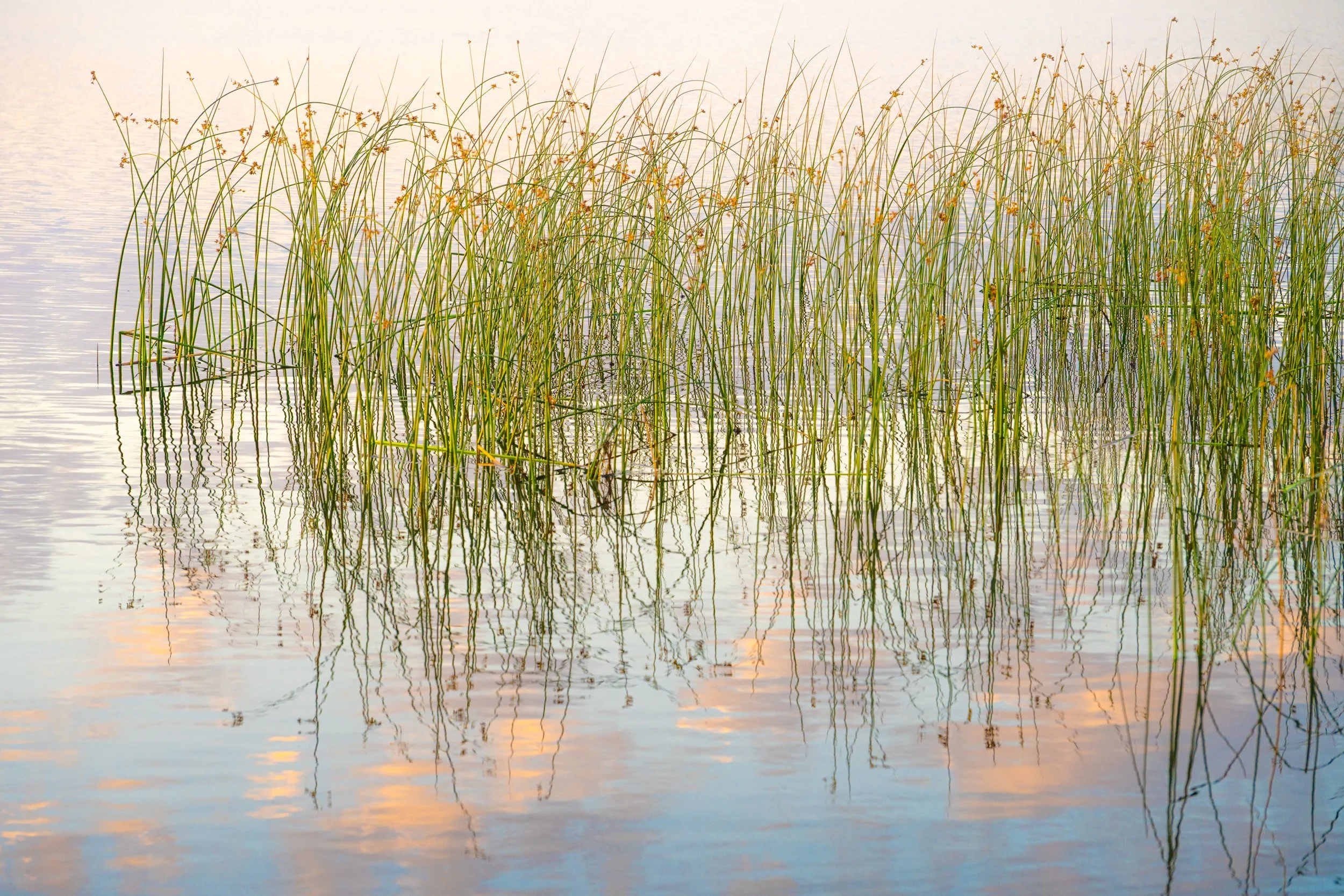 Silver Lake Reeds, Summer Sunset - 1545