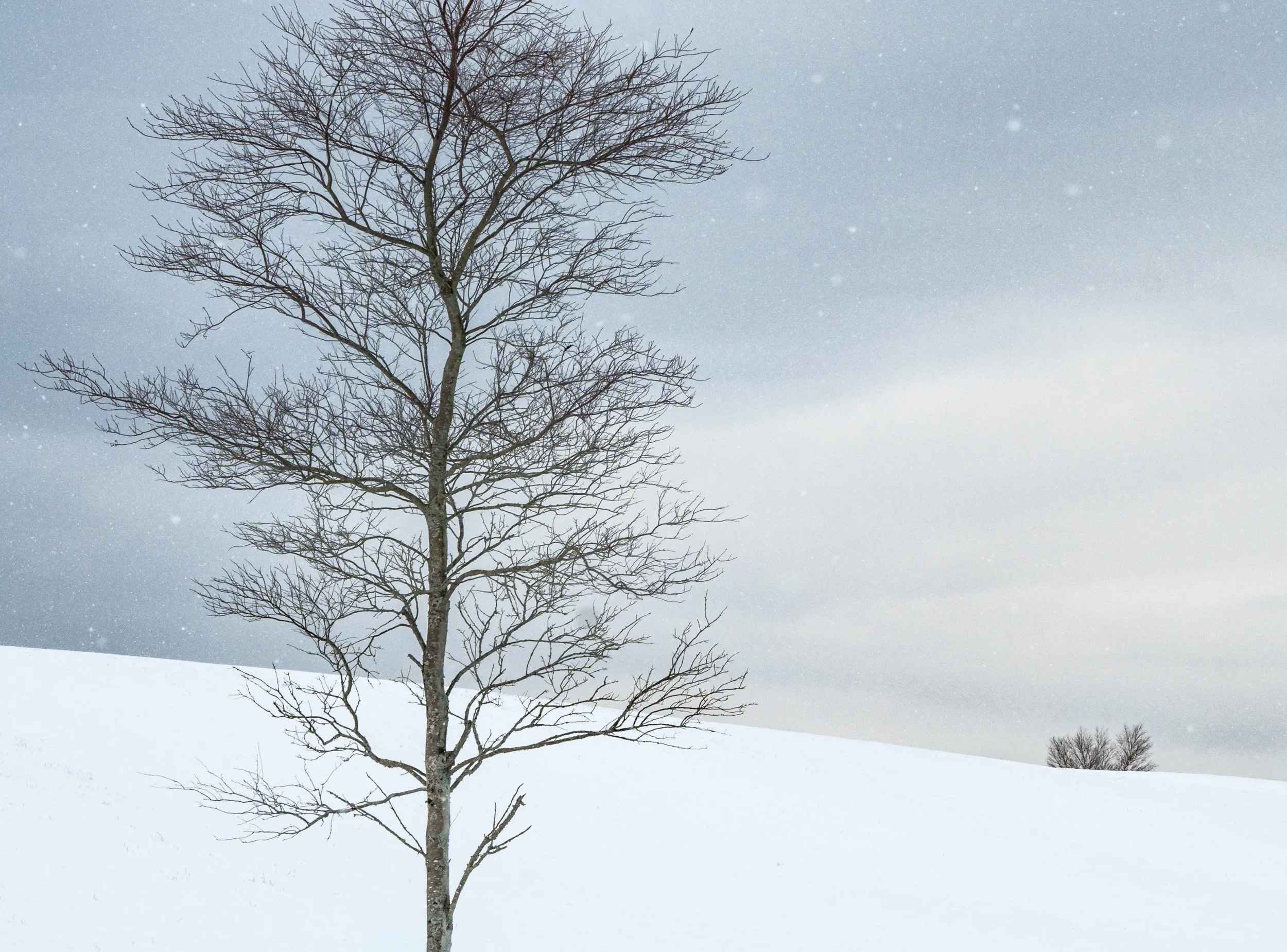 Solitude in White - 6238