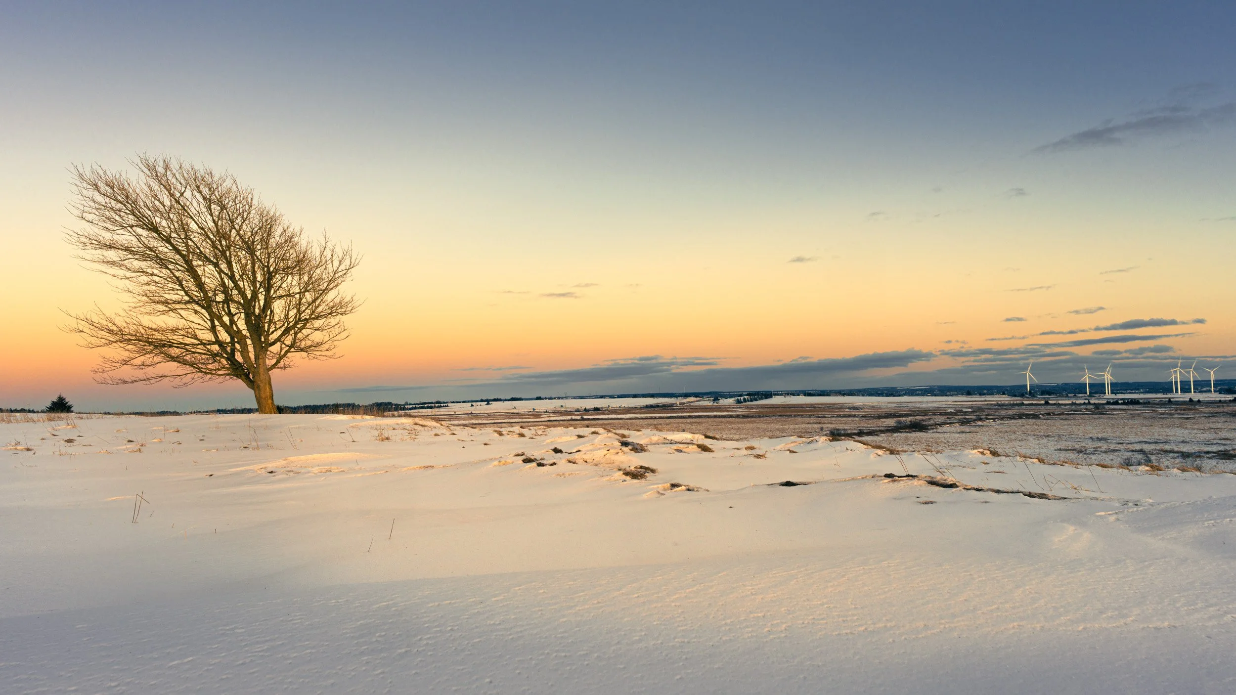 Leaning Tree of Beauséjour - 2769