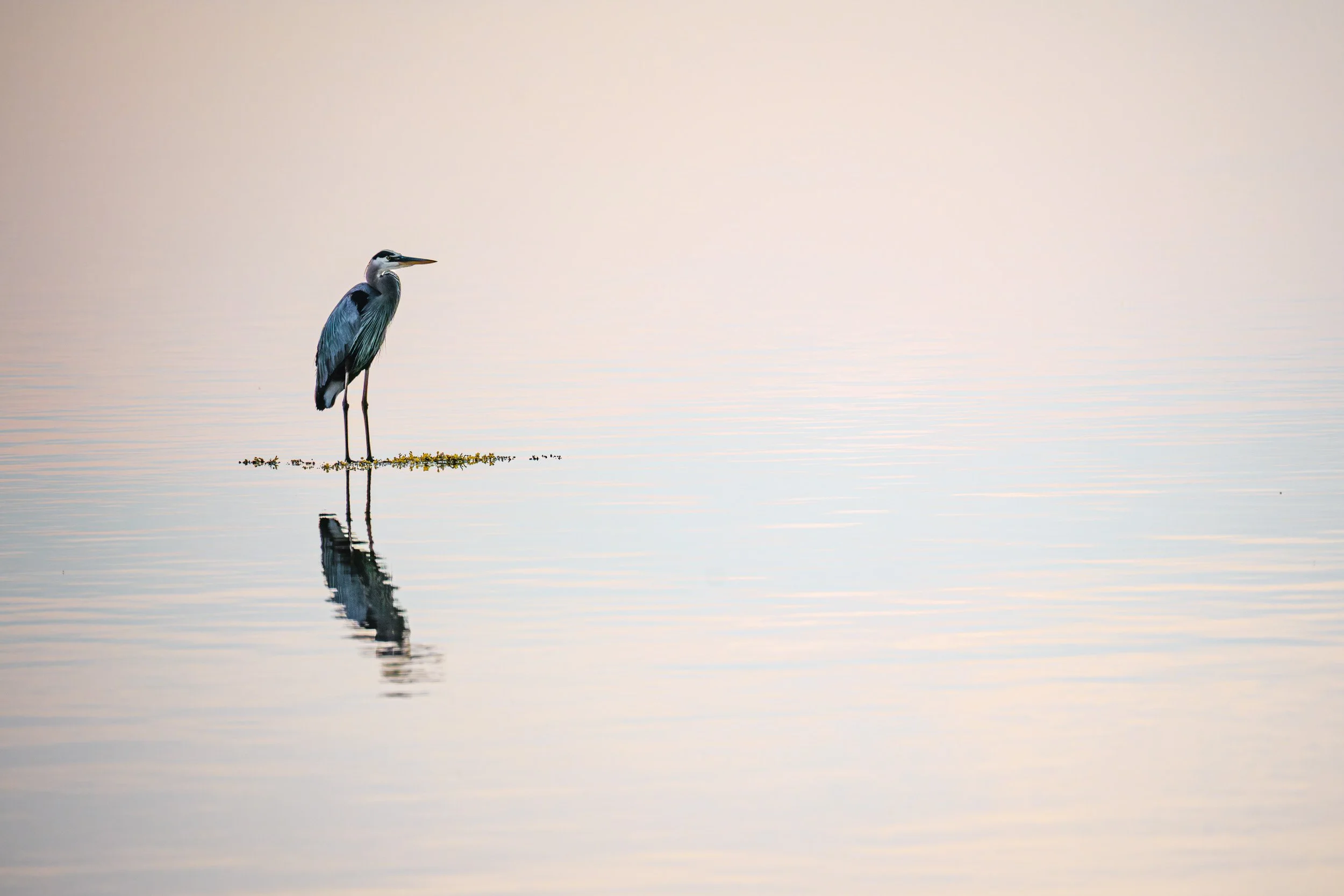 Great Blue Heron in Morning Light - 5193