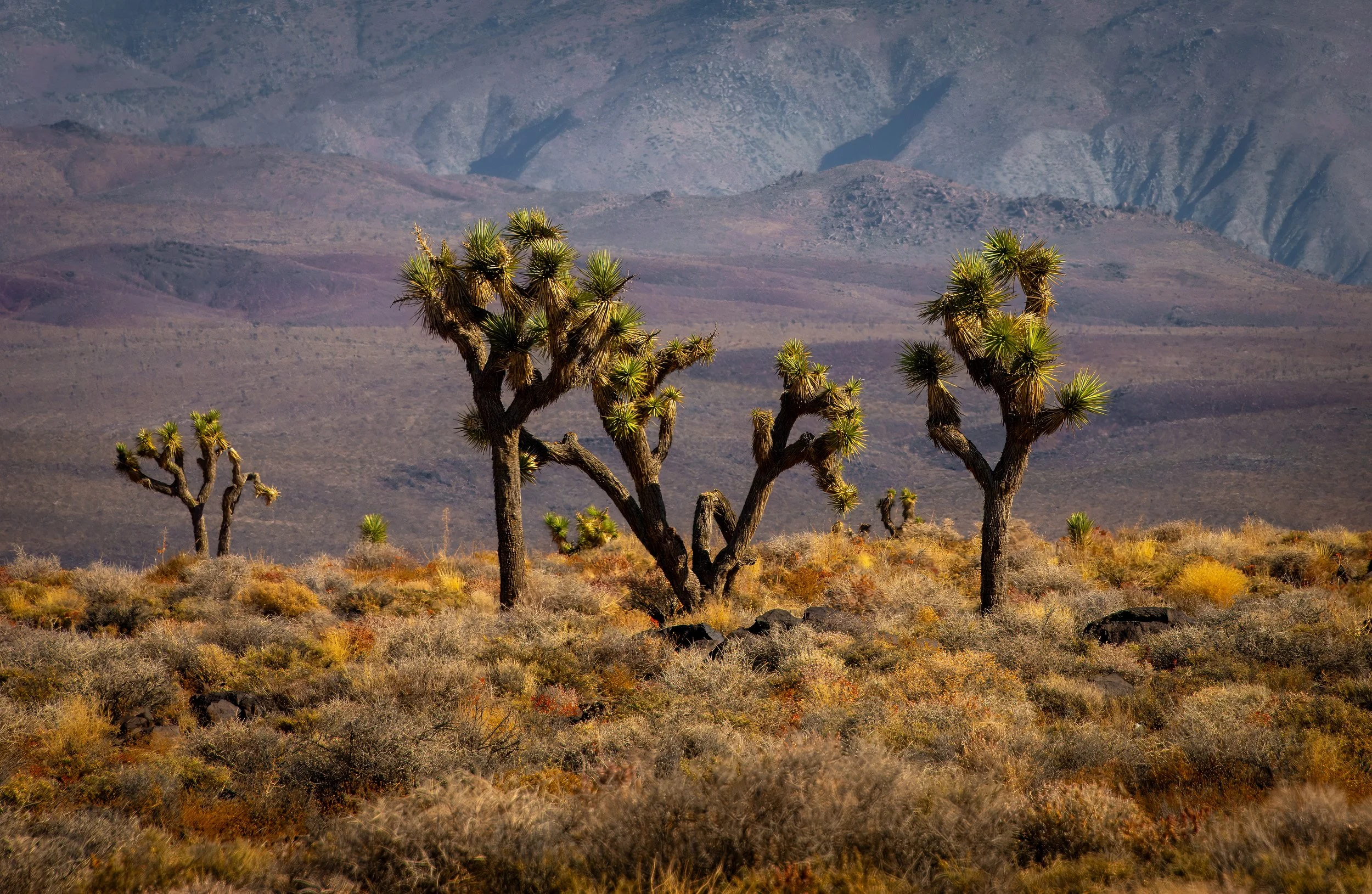 Mojavi Desertscape - 8085