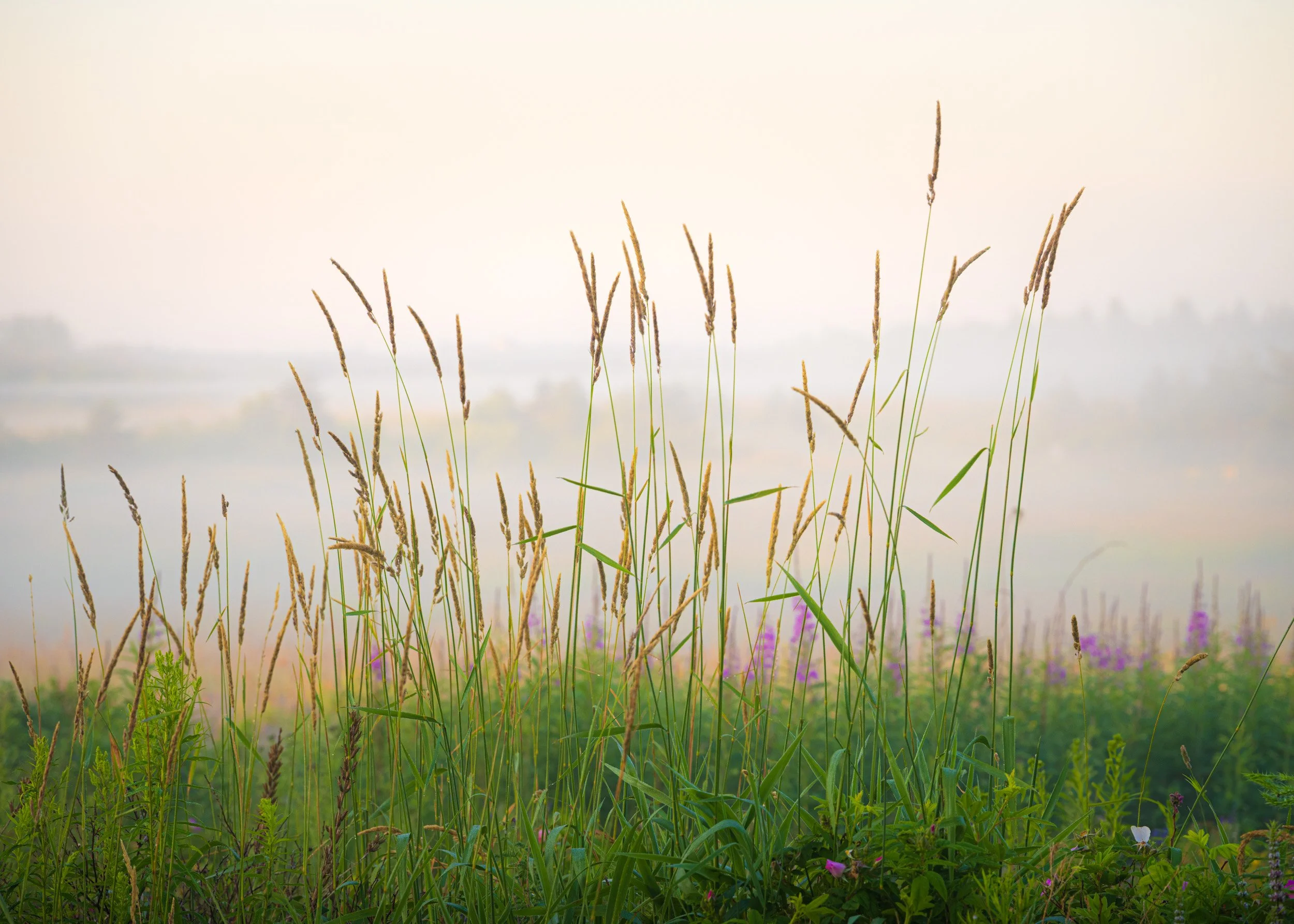 Foggy Meadow no.1 - 4864