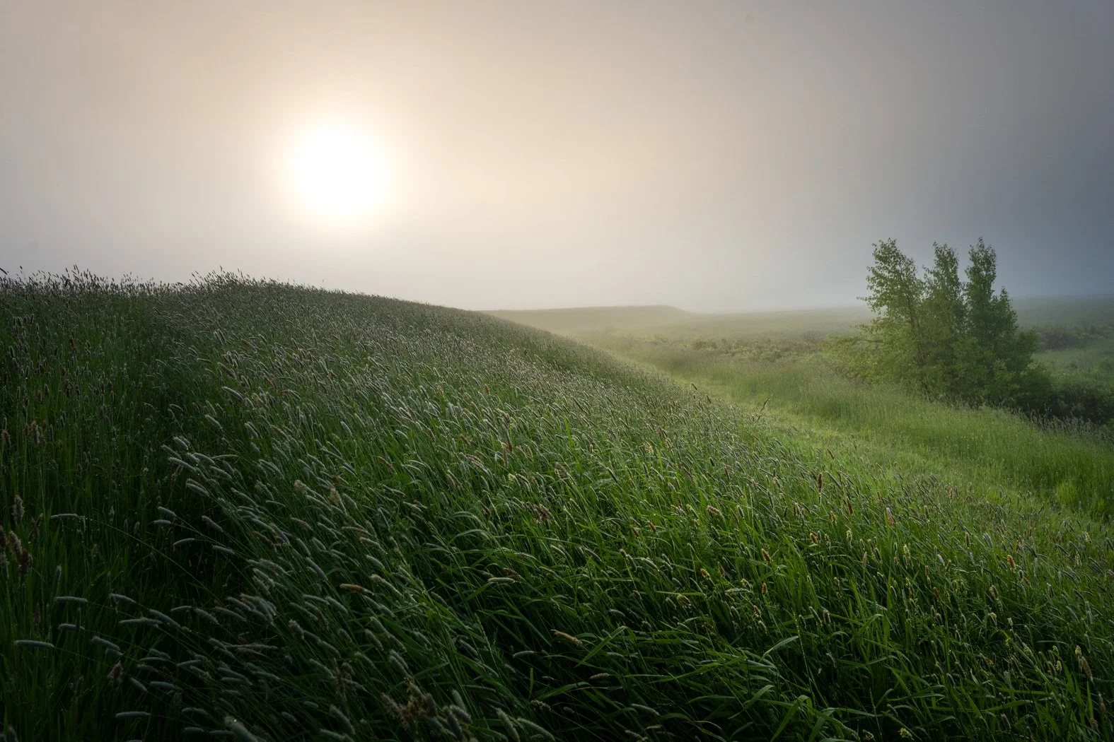 Shape of a Quiet Morning - 7506