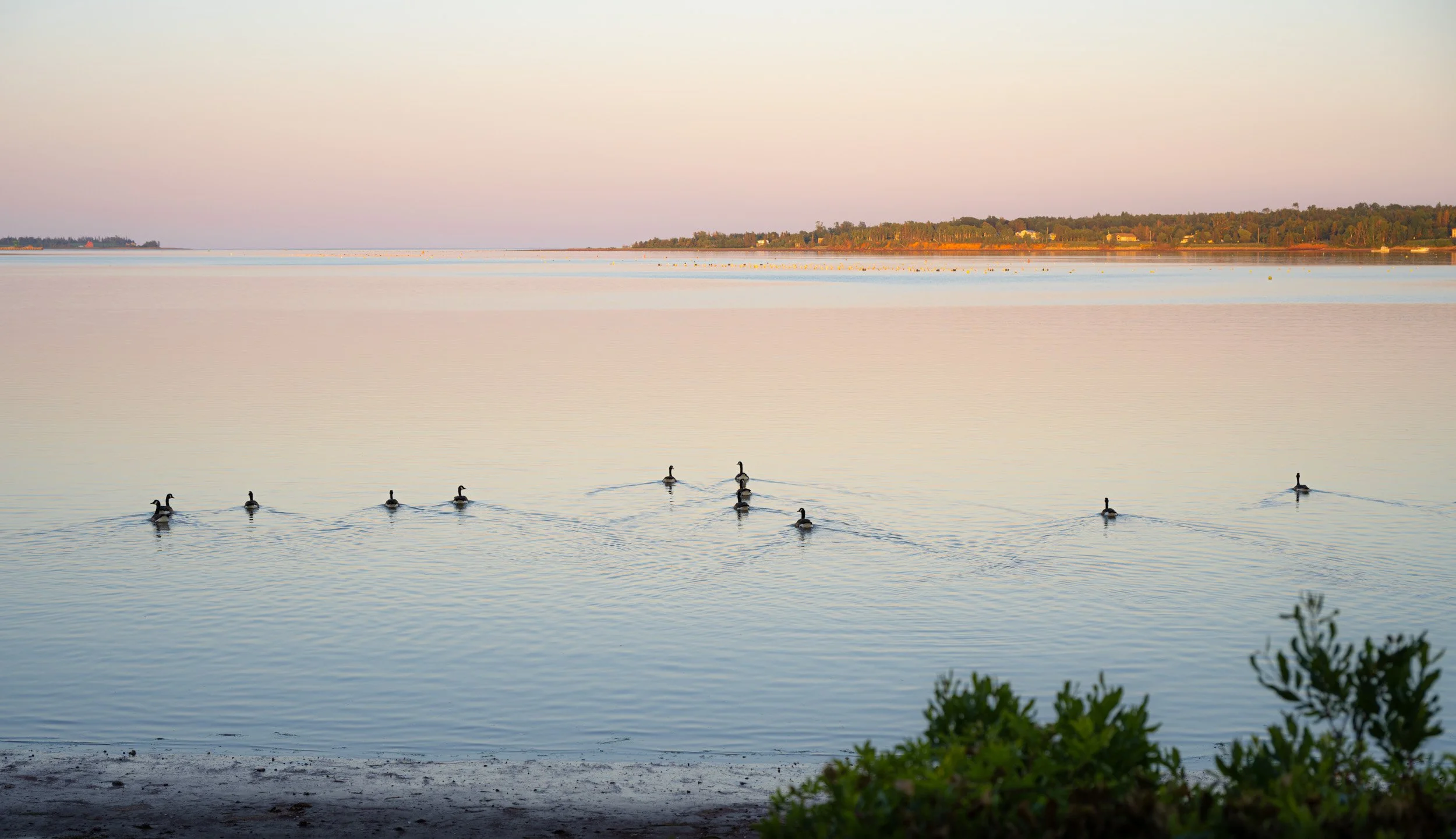 Evening Swim - 5016