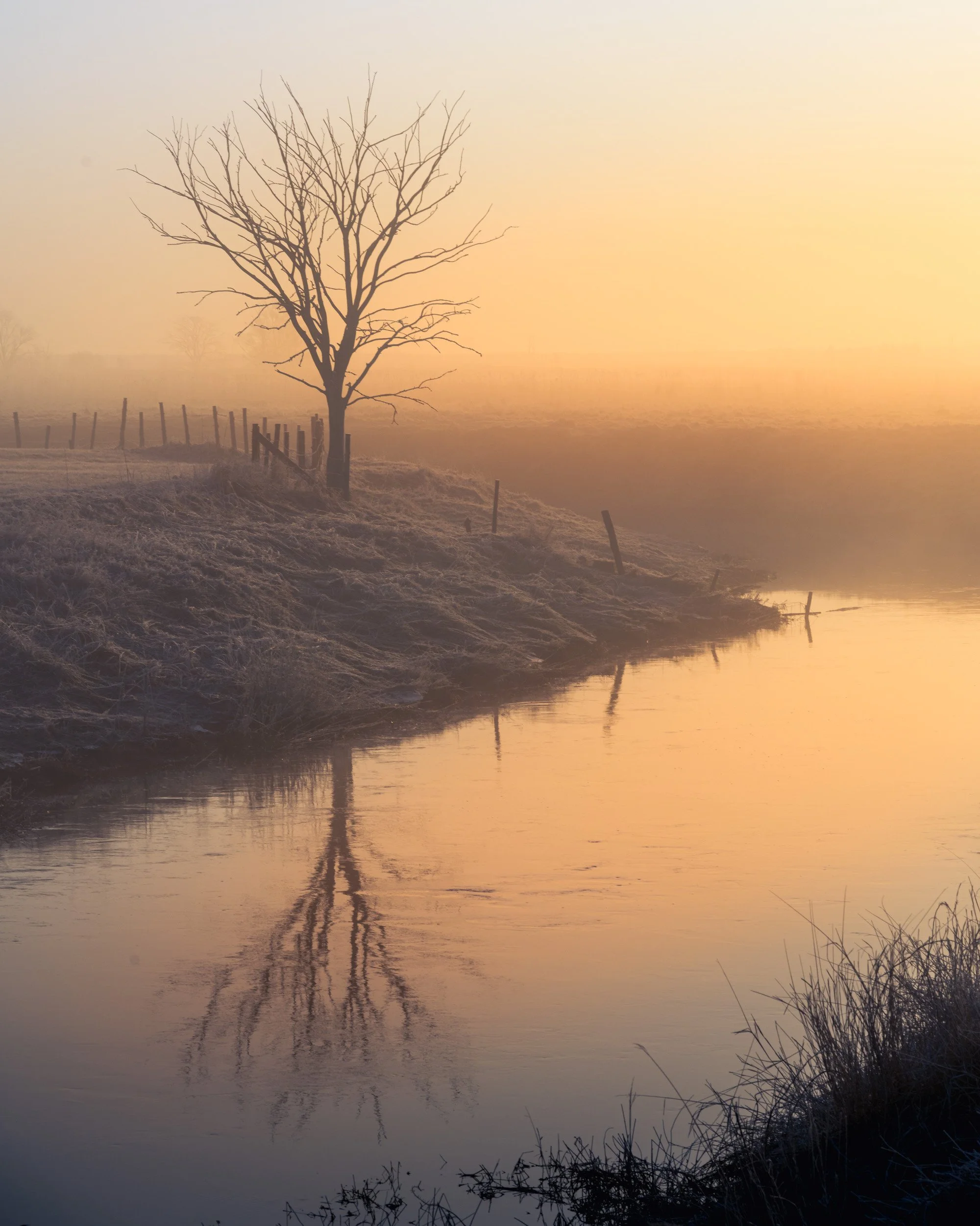 Lone Tree in Foggy Sunrise - 3433