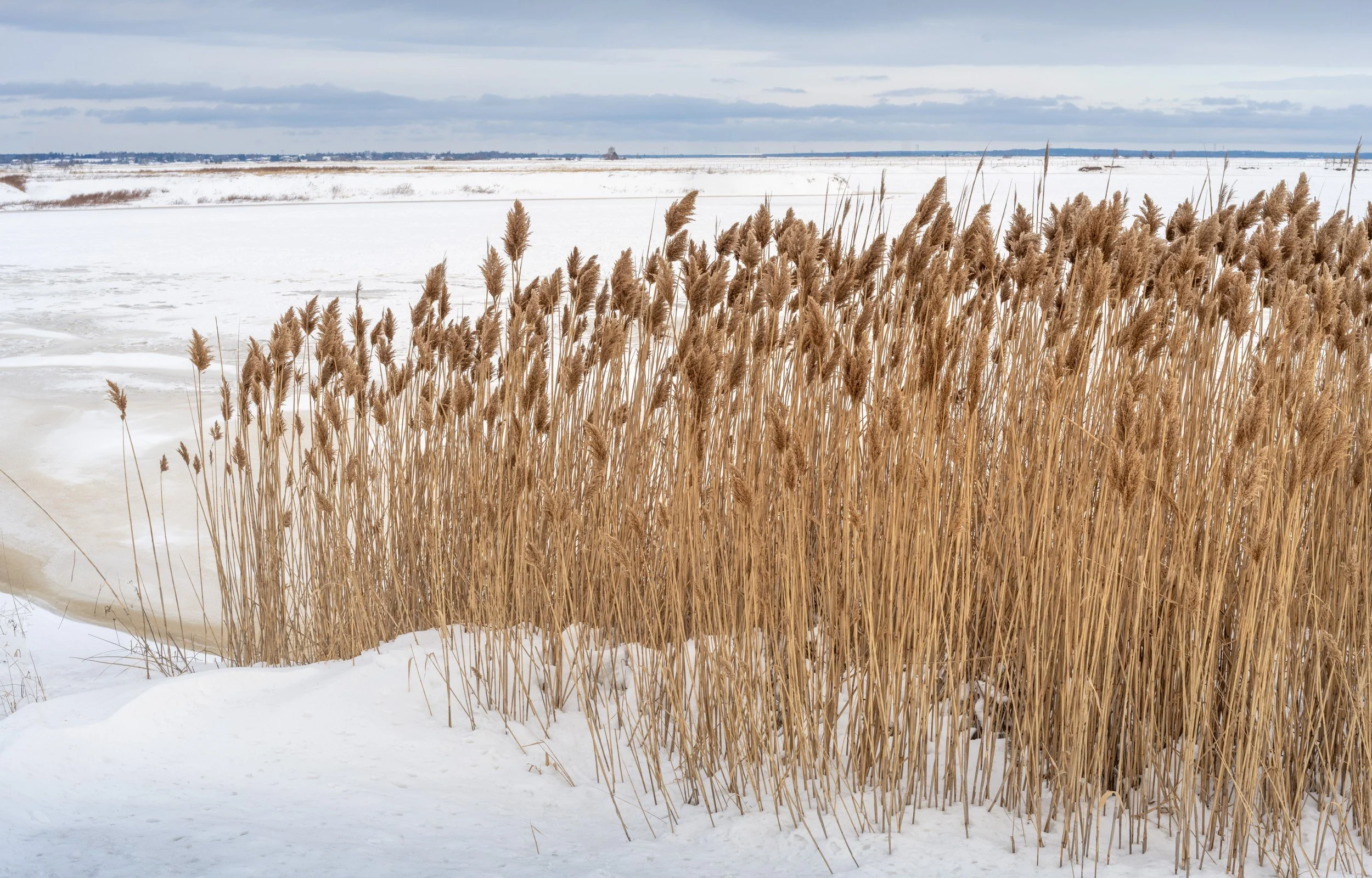 Winter Reeds - 6166