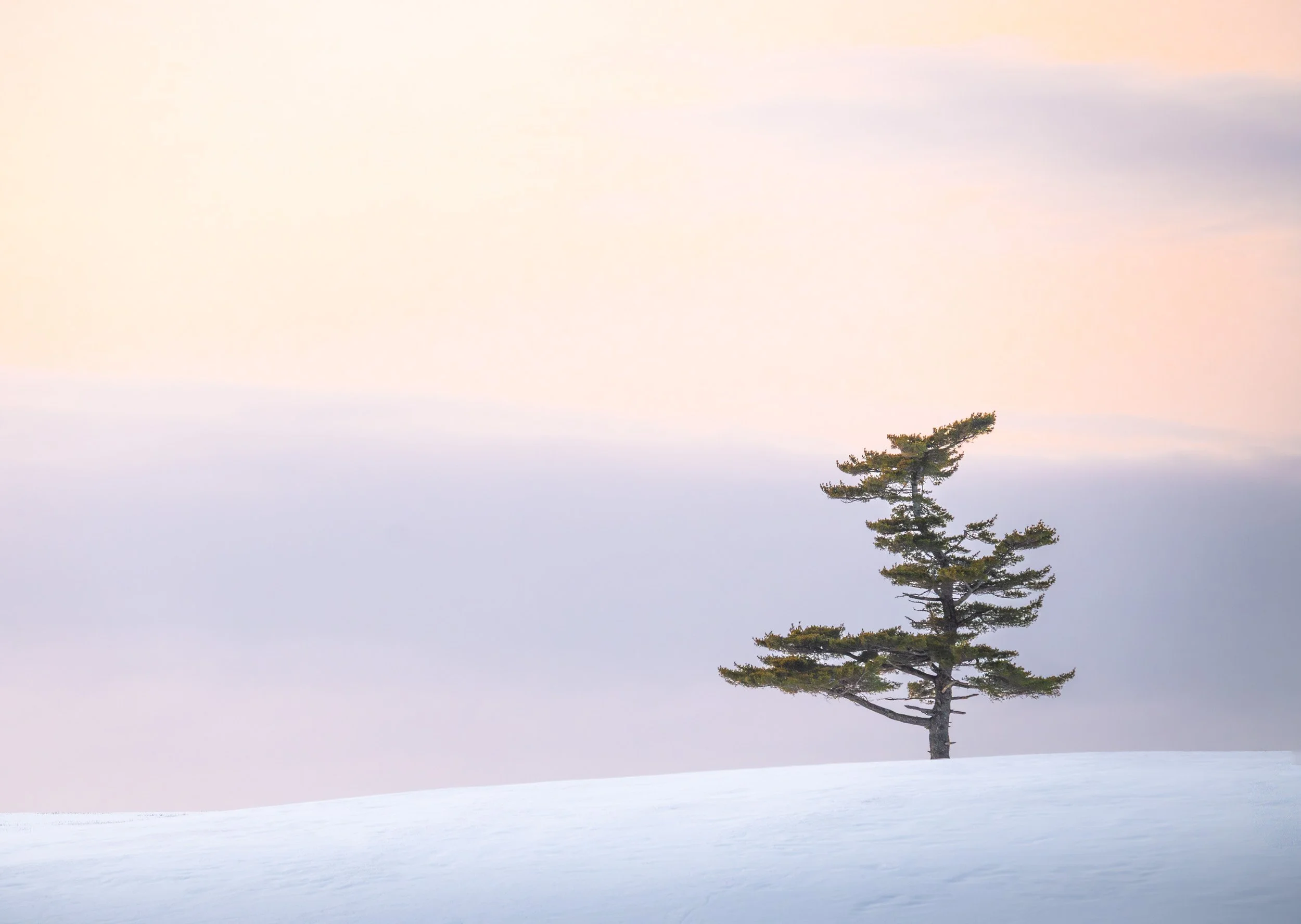 Crocked Tree Parrsboro - 3378