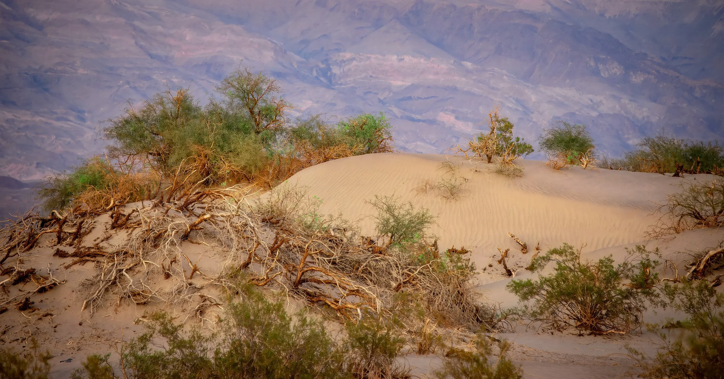 Magic Hour at Mesquite Flats - 8326