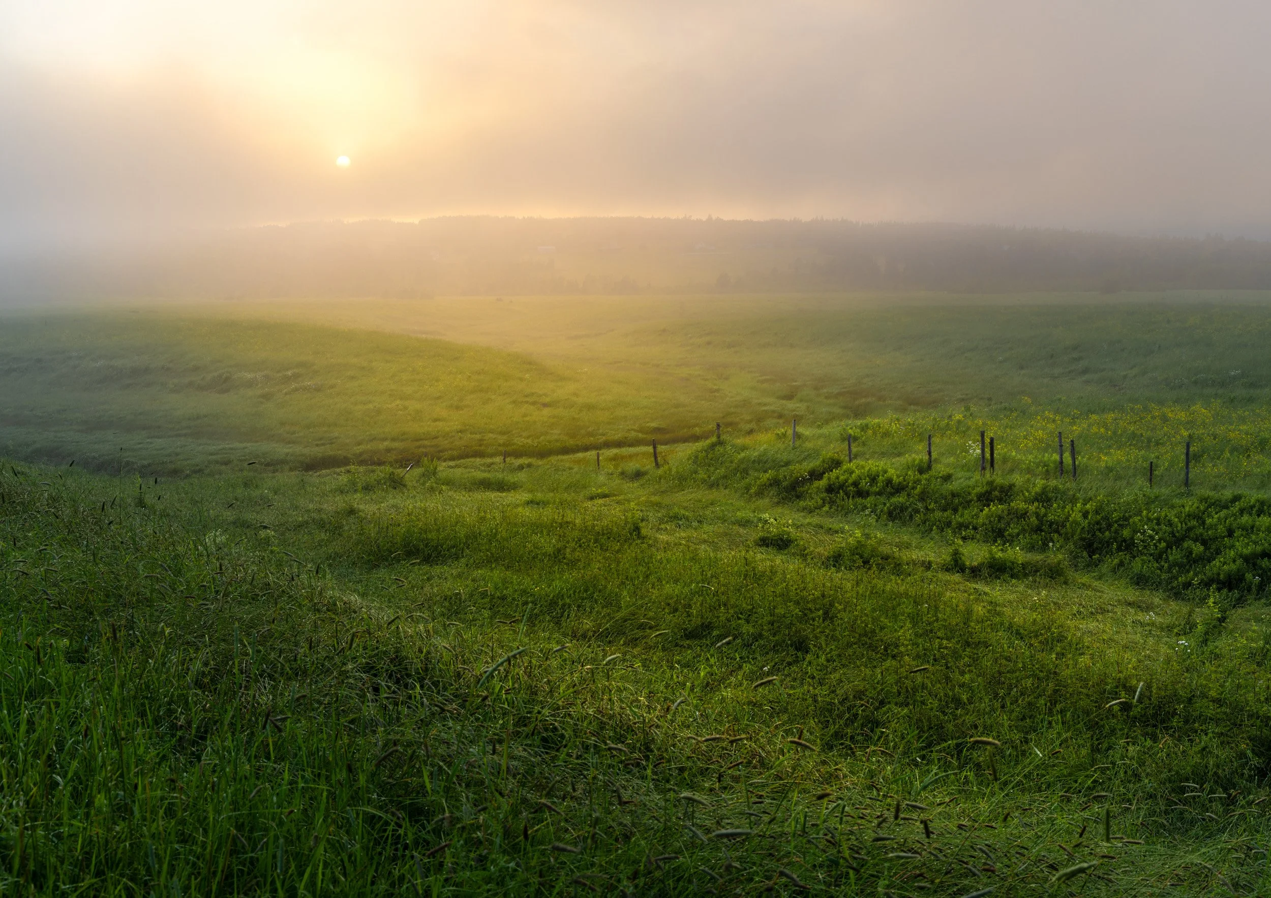Pasture in the Mist - 1168