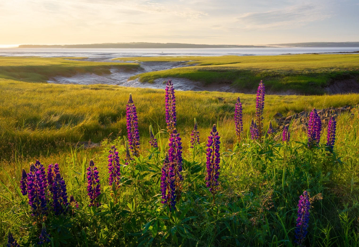 Lupins by the Bay - 7951