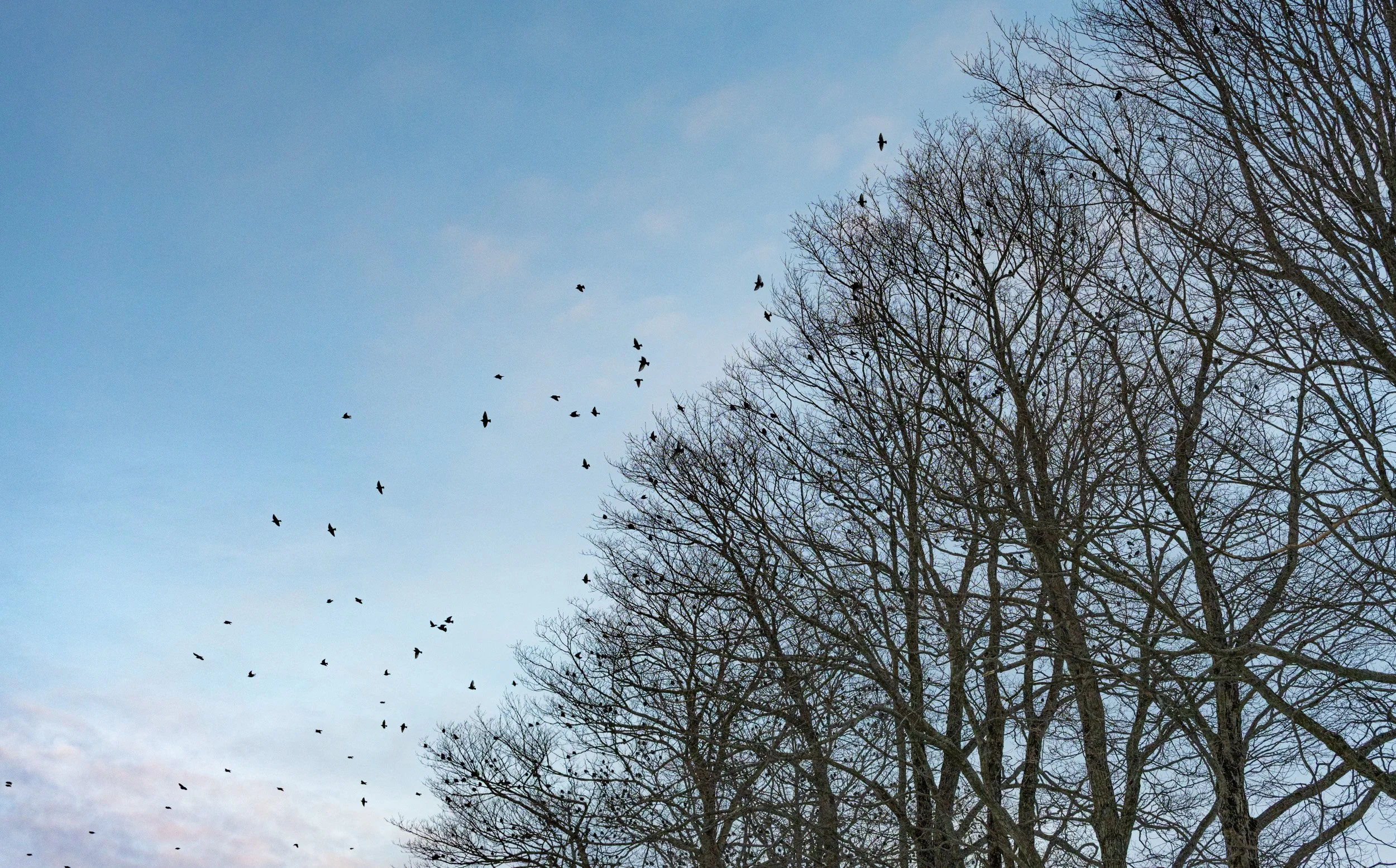 Winter Birds - 3073