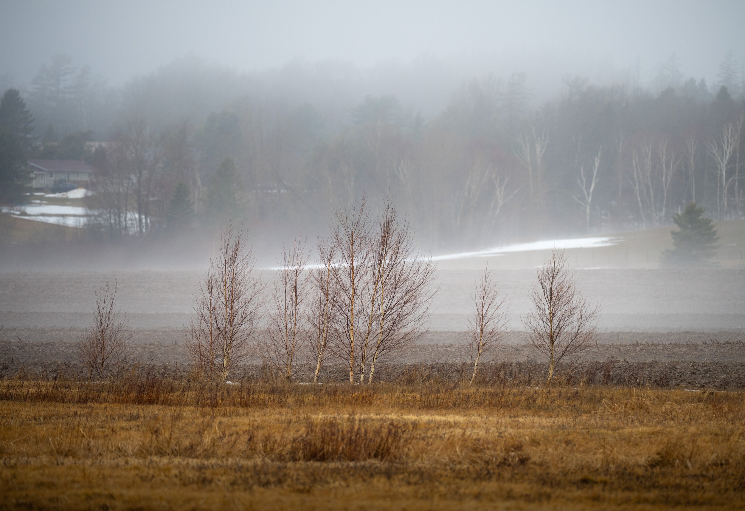 Mist Over a Quiet Field - 6413