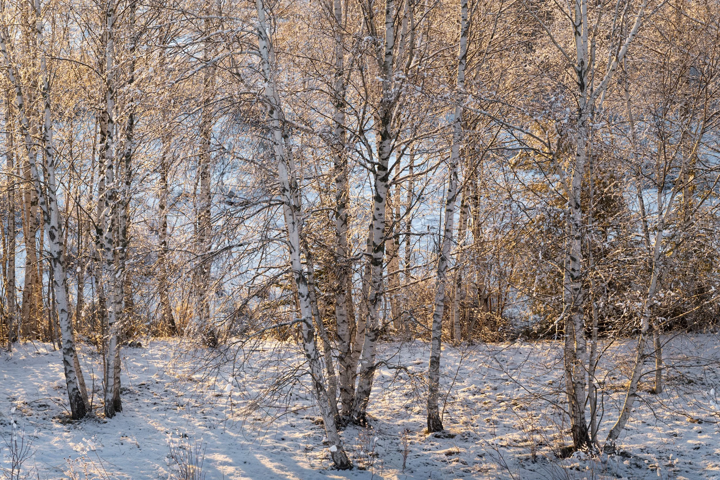 Golden Ice Trees - 6473