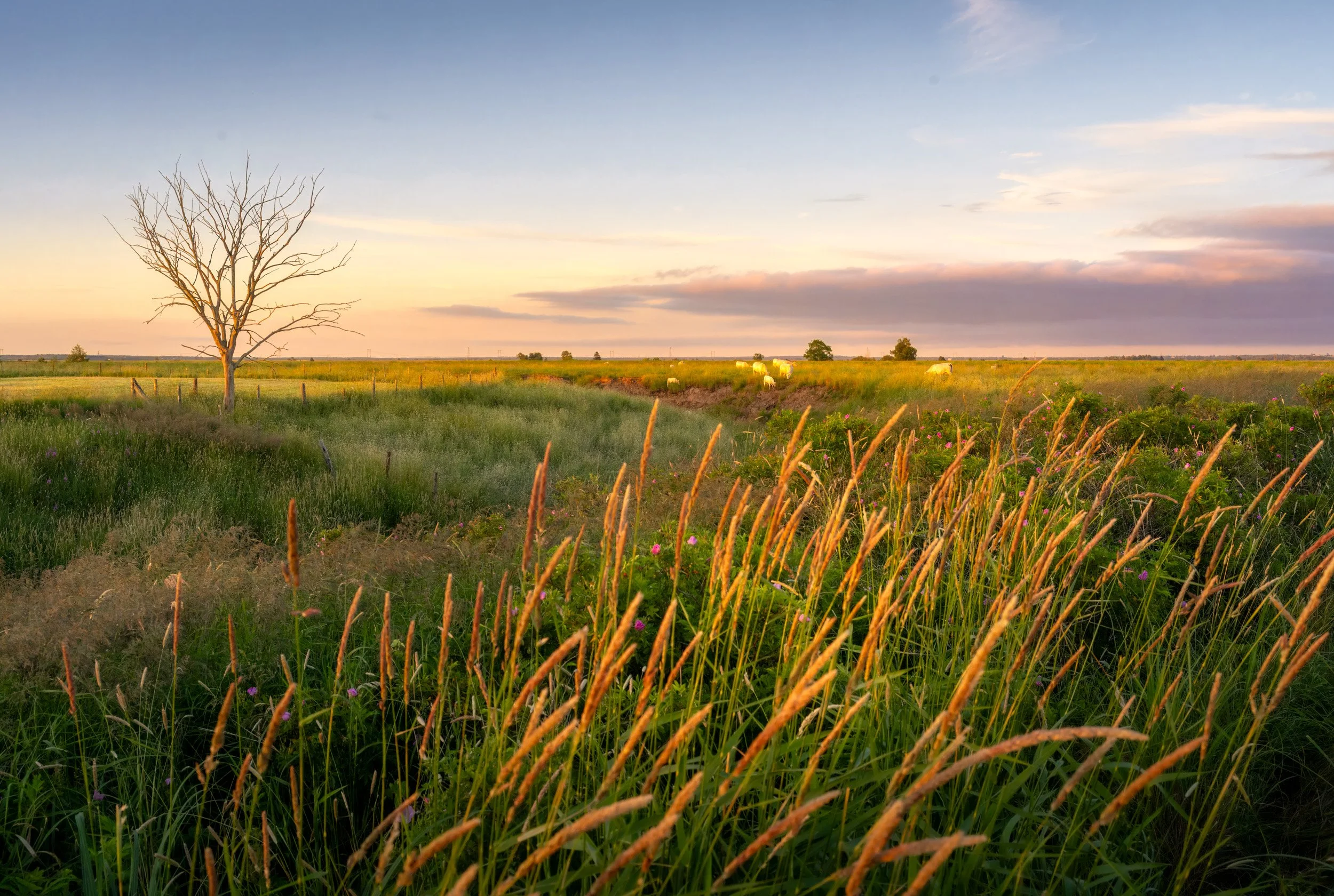 Pastoral Evening Landscape - 4323