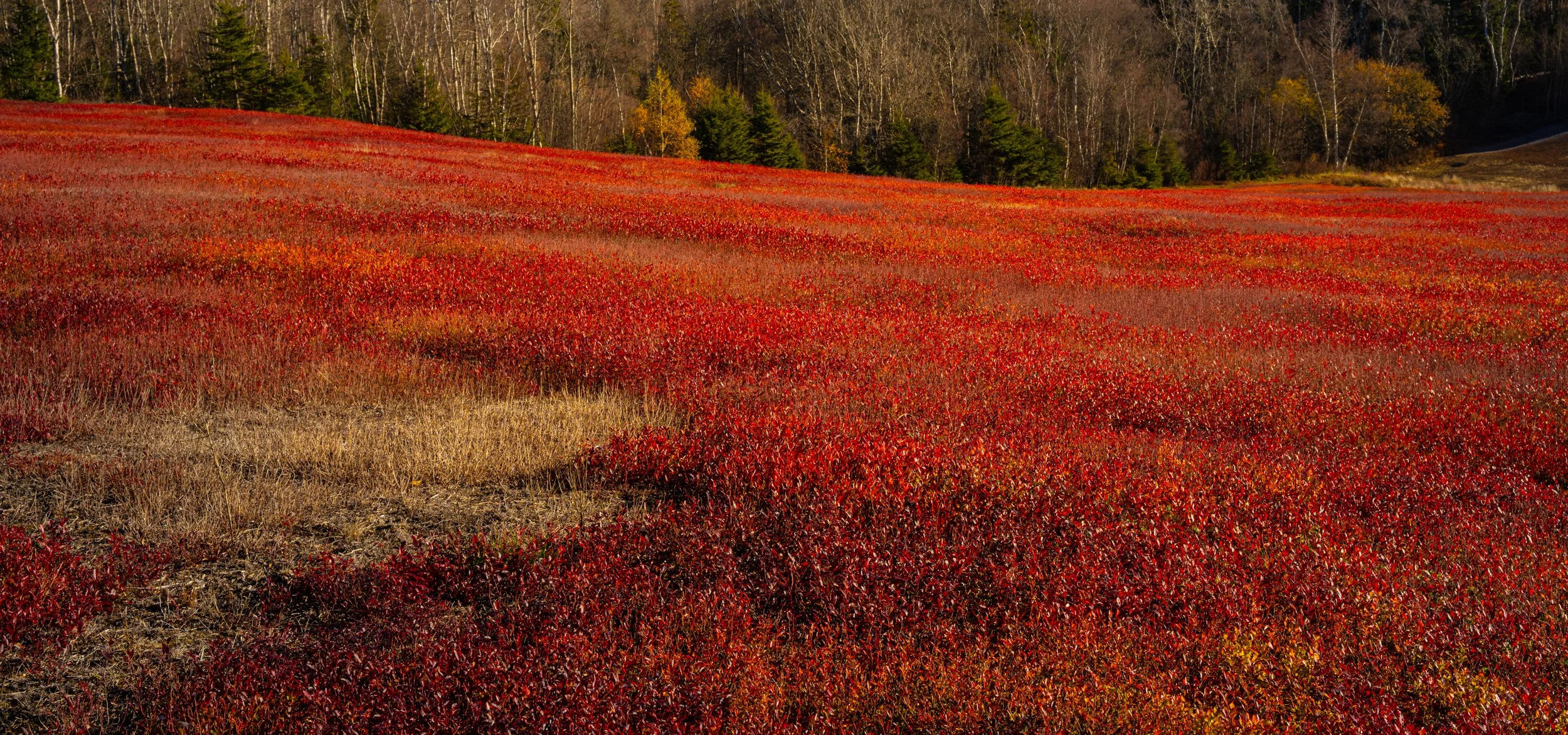 Field of Red - 5649