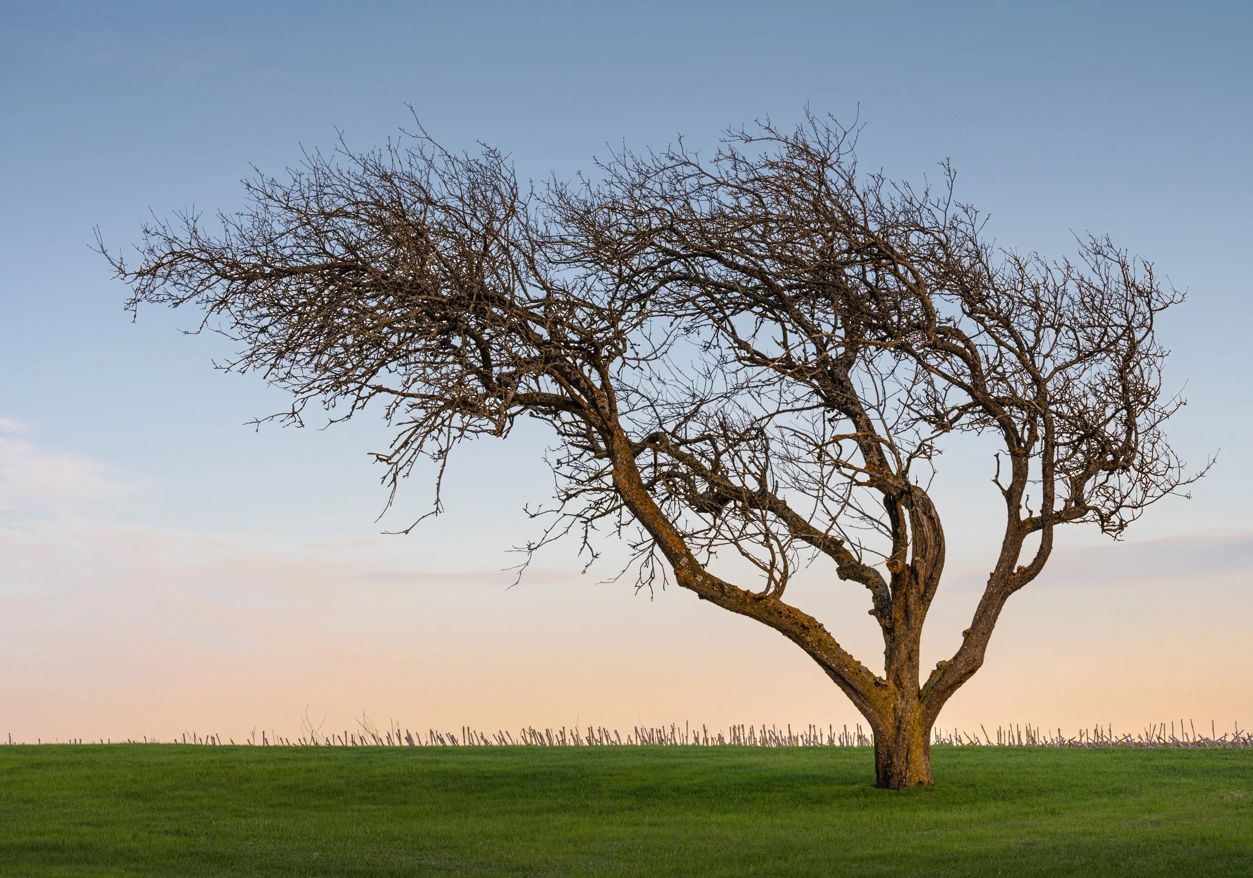 Pointing Tree - 3777