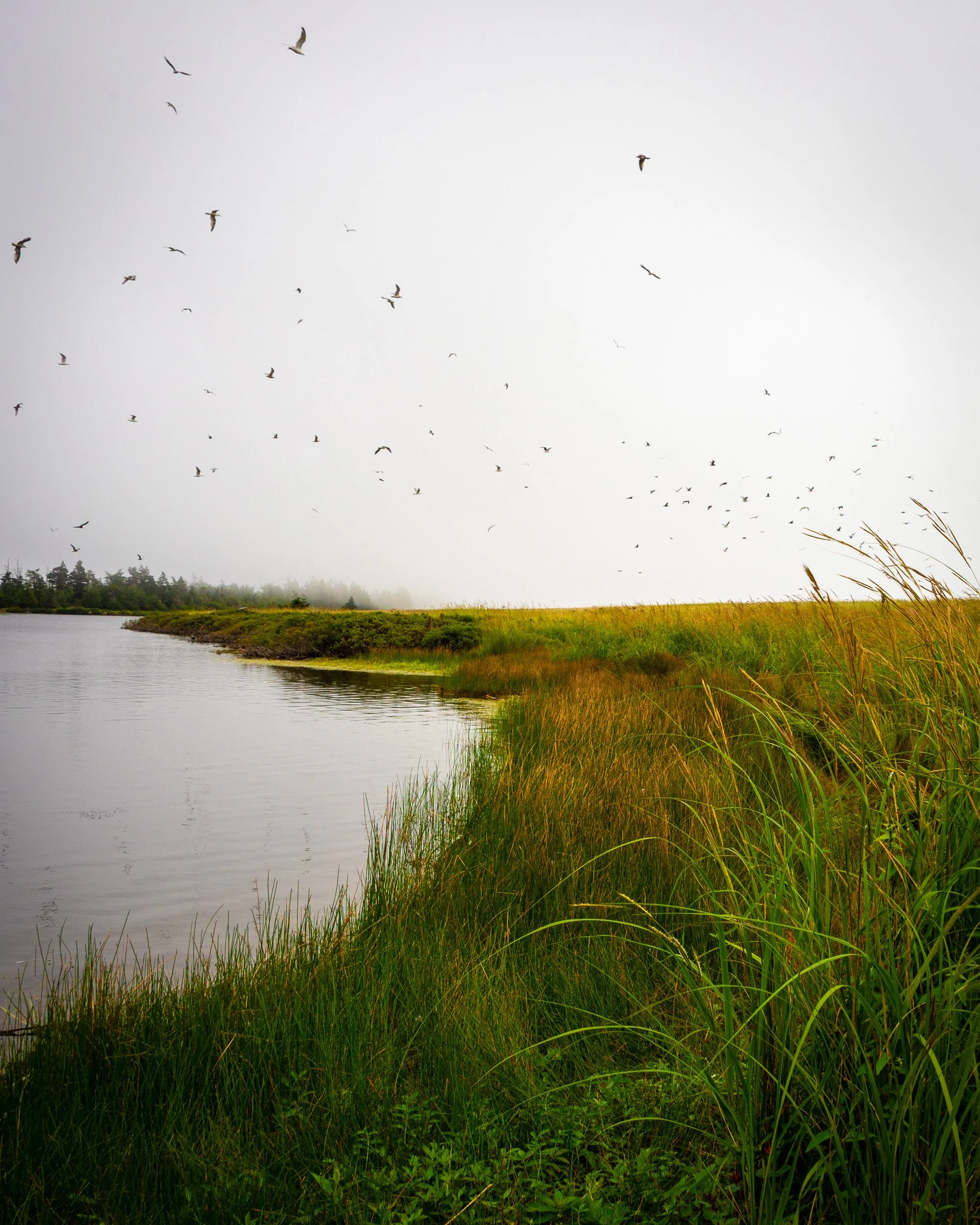 Whimsical Marsh - 5983