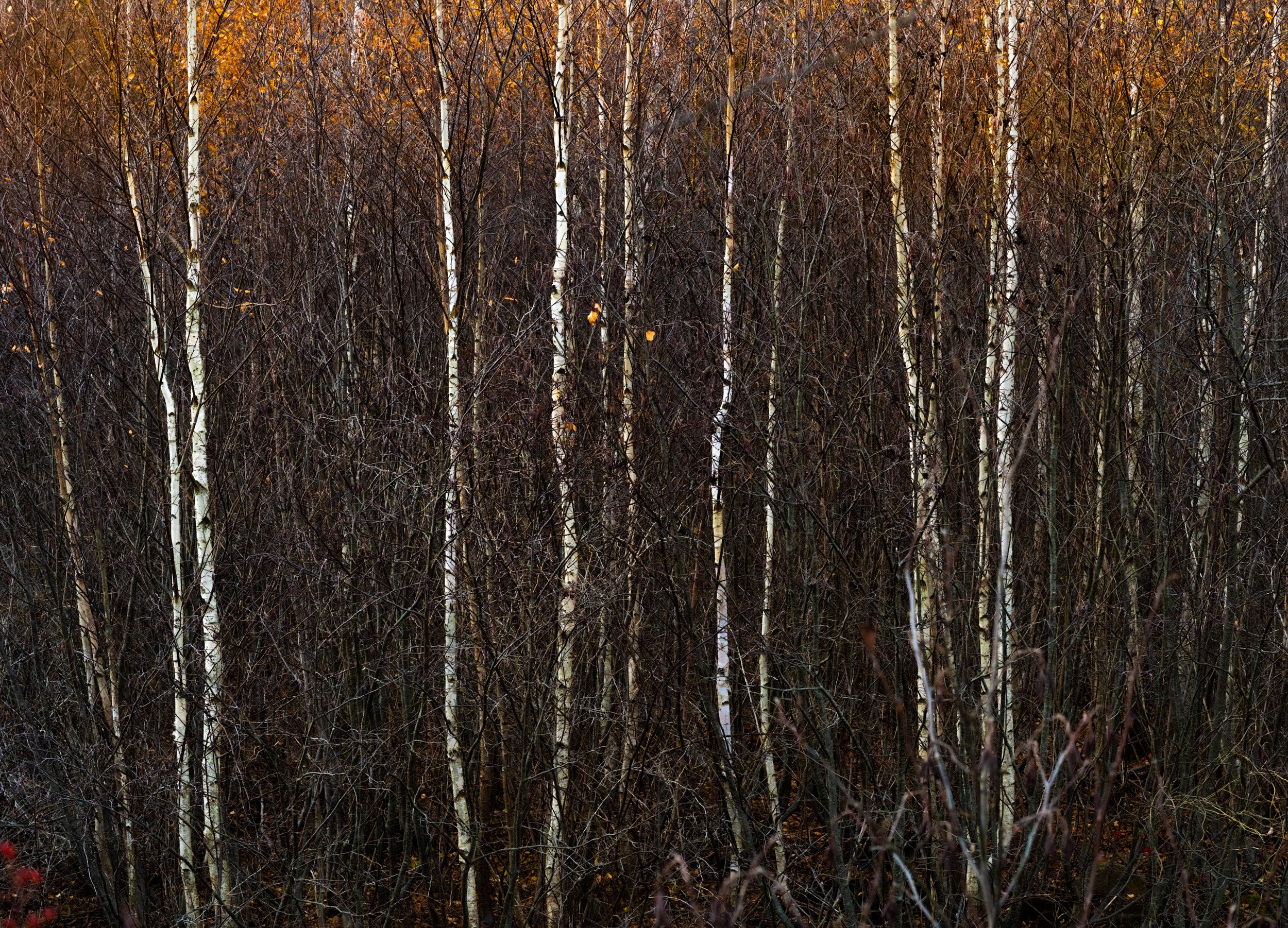 Birch Forest in Fall - 5706