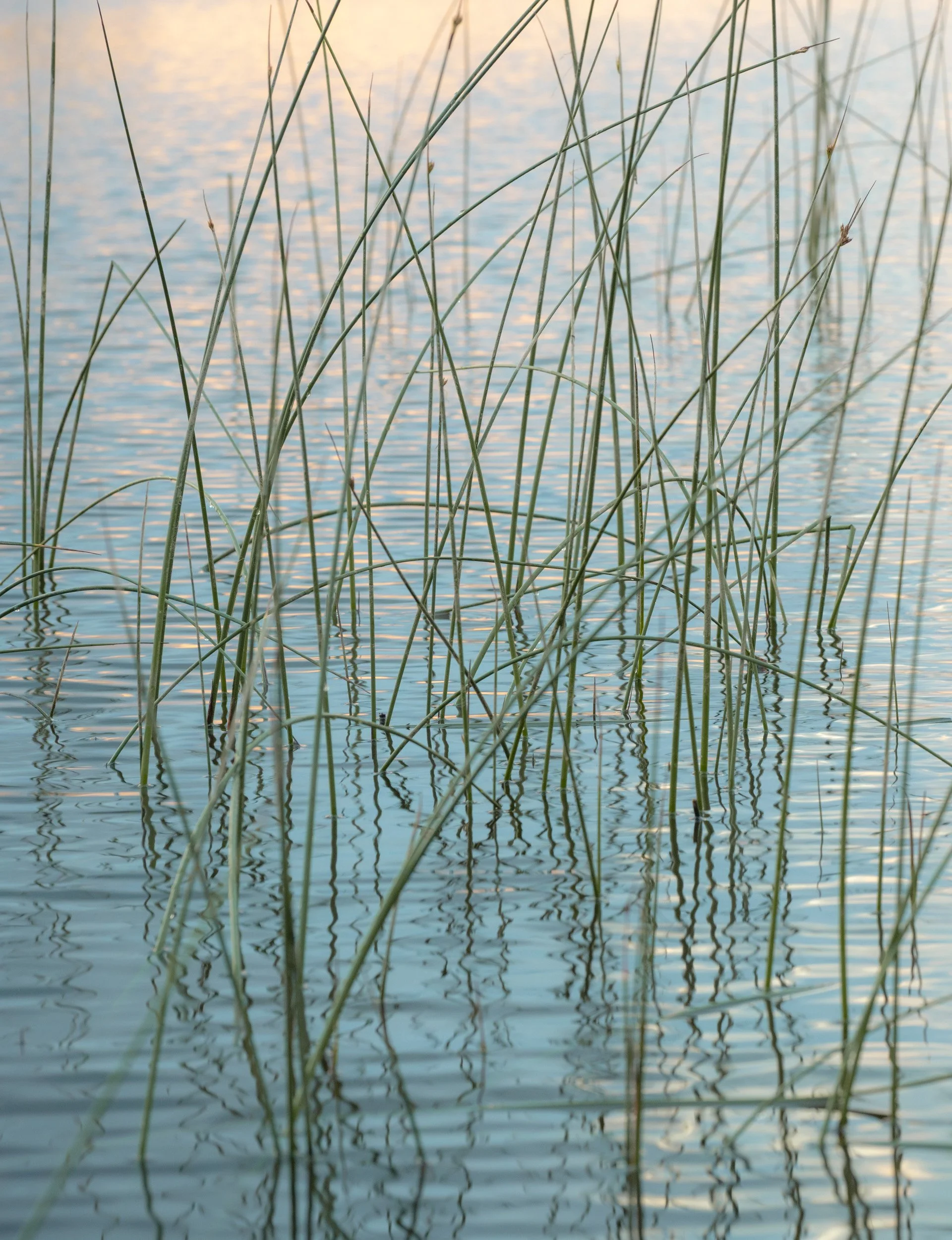 Dancing Reeds - 0915