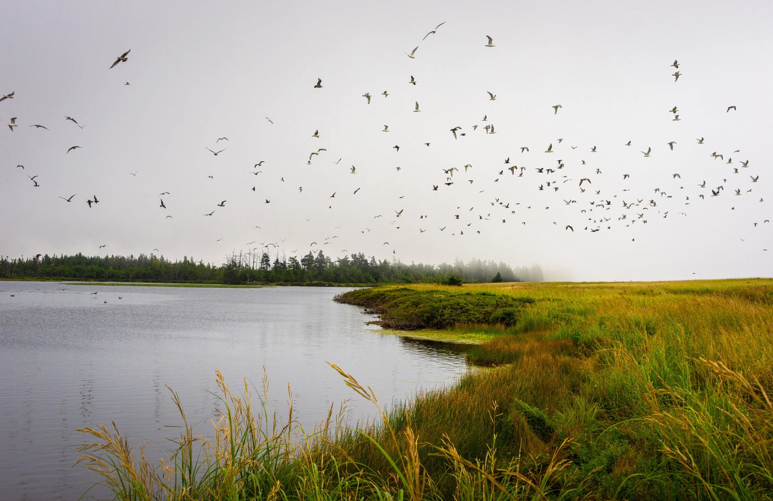 Anchorage Park Marsh - 5976