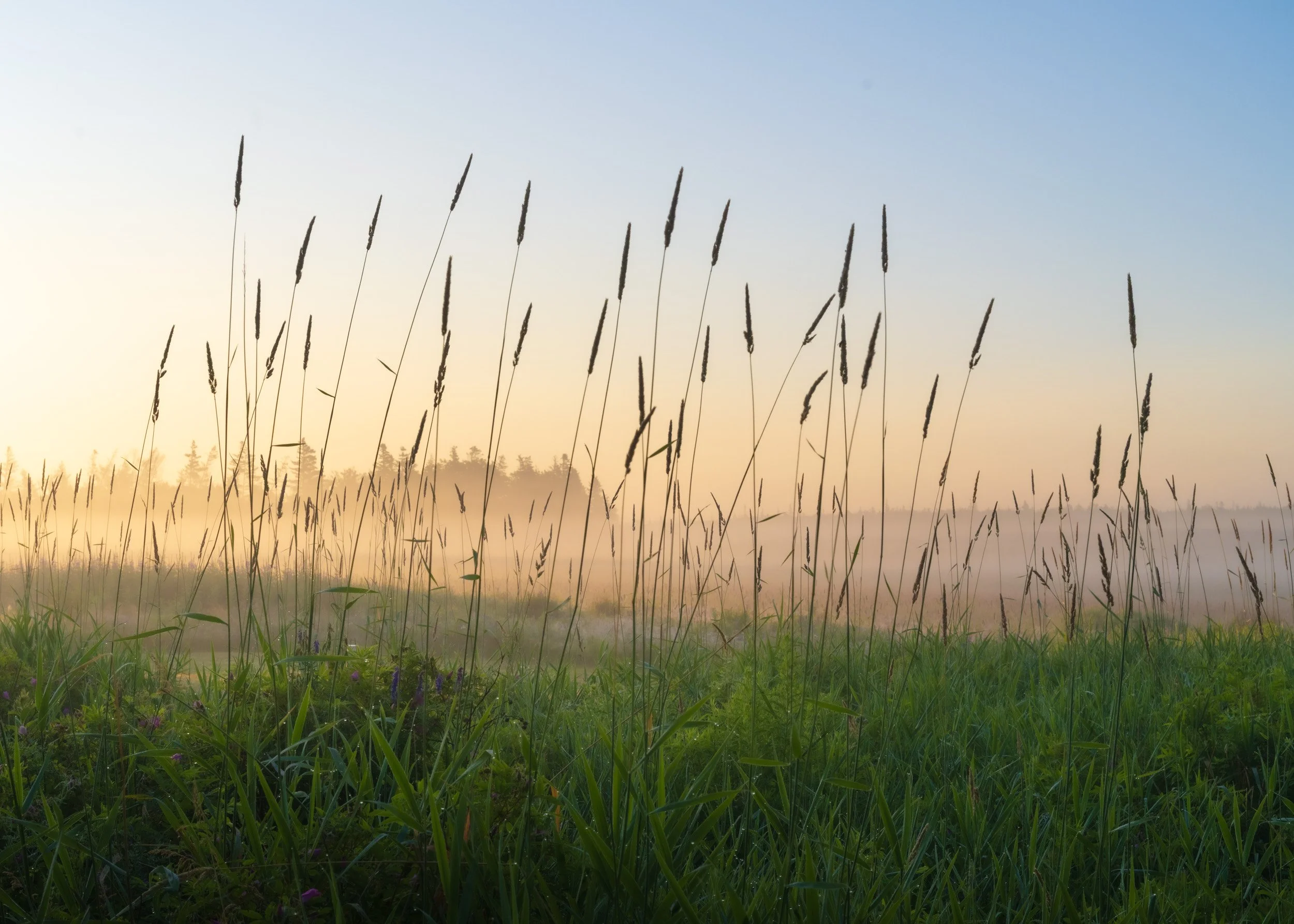 Foggy Meadow no.2 - 4880