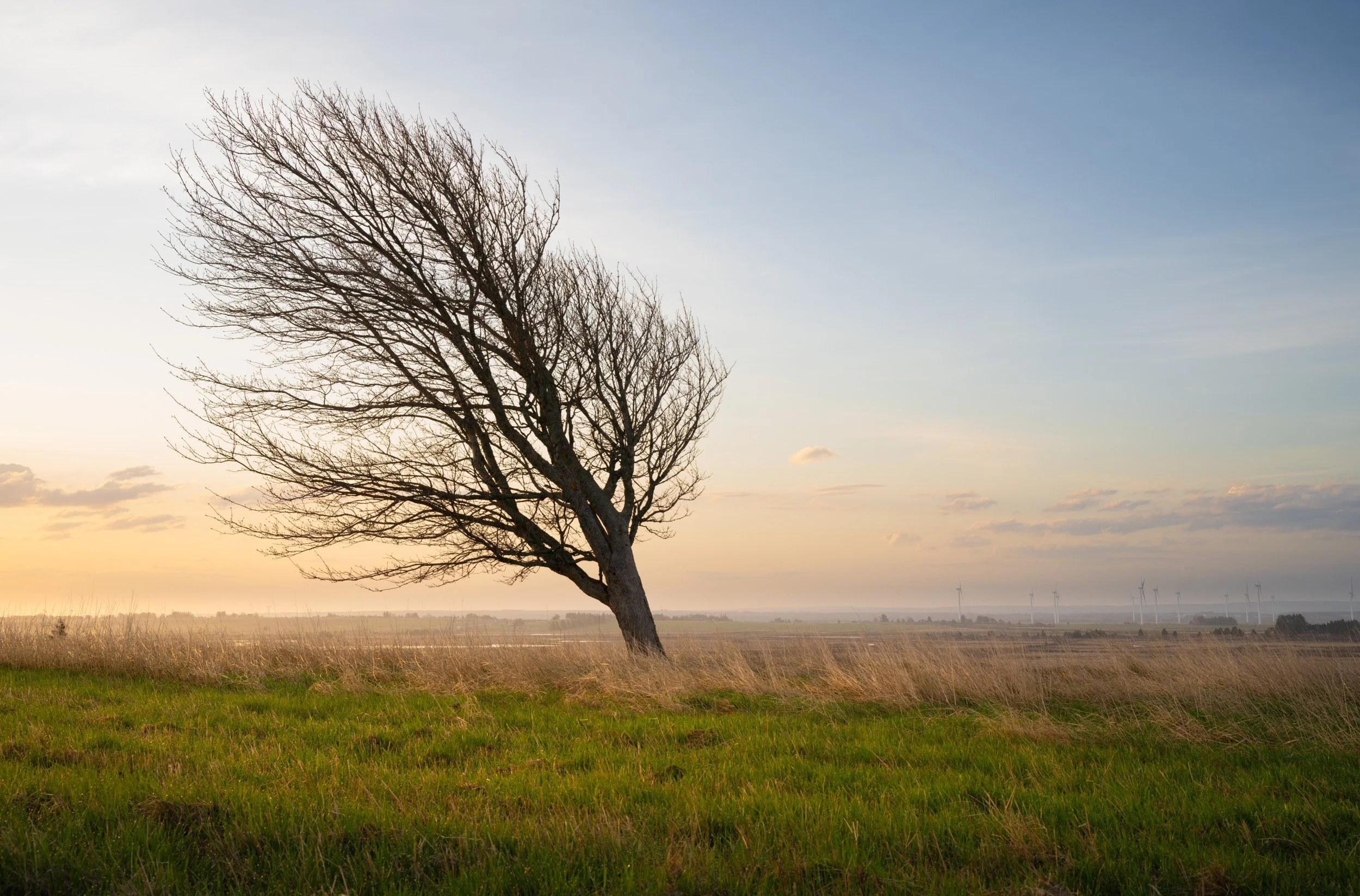 Leaning Tree on Misty Morning - 7092
