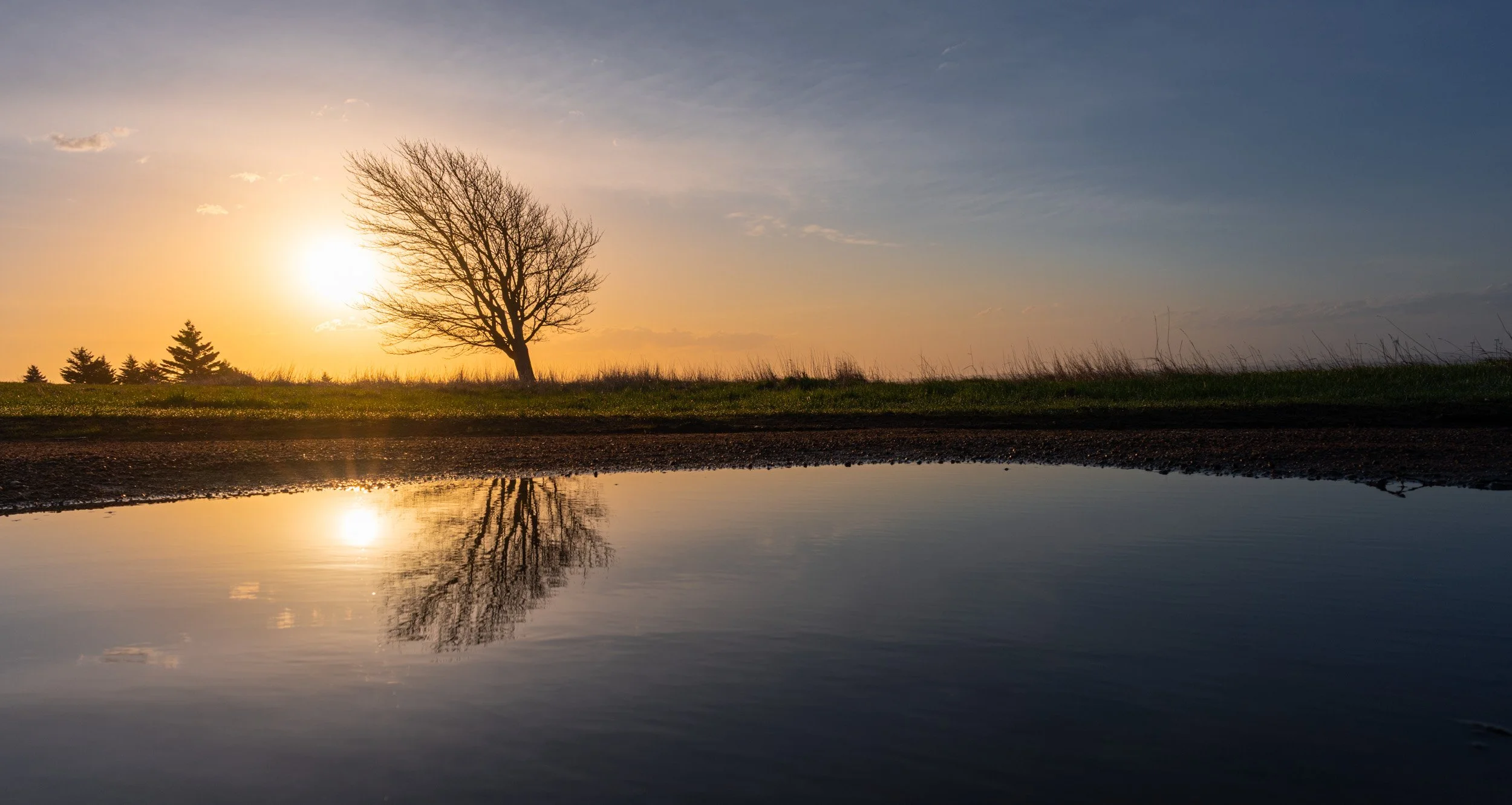 Leaning Tree Reflection - 7116