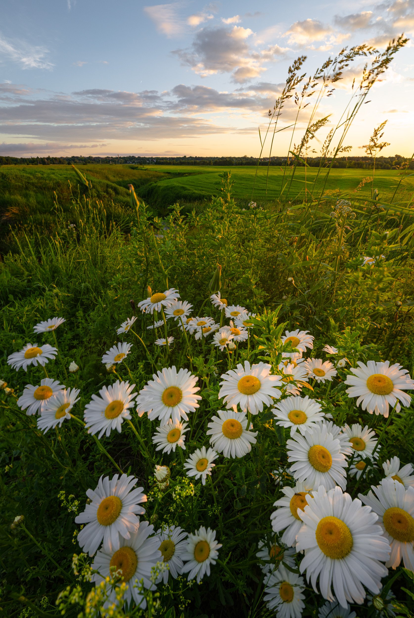 Flowers of the Marsh - 0978