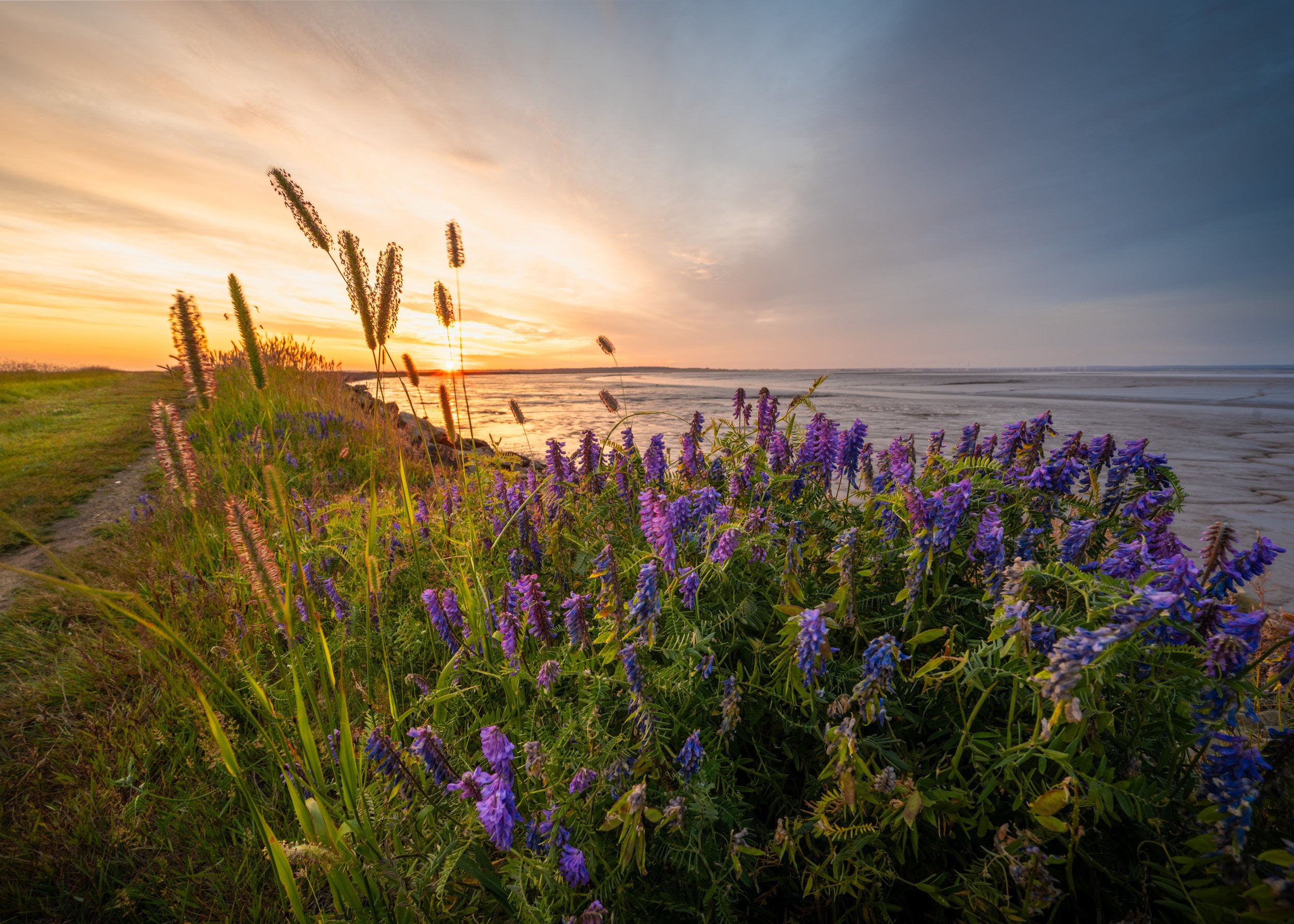 Sunrise Over Bay Flowers - 4763