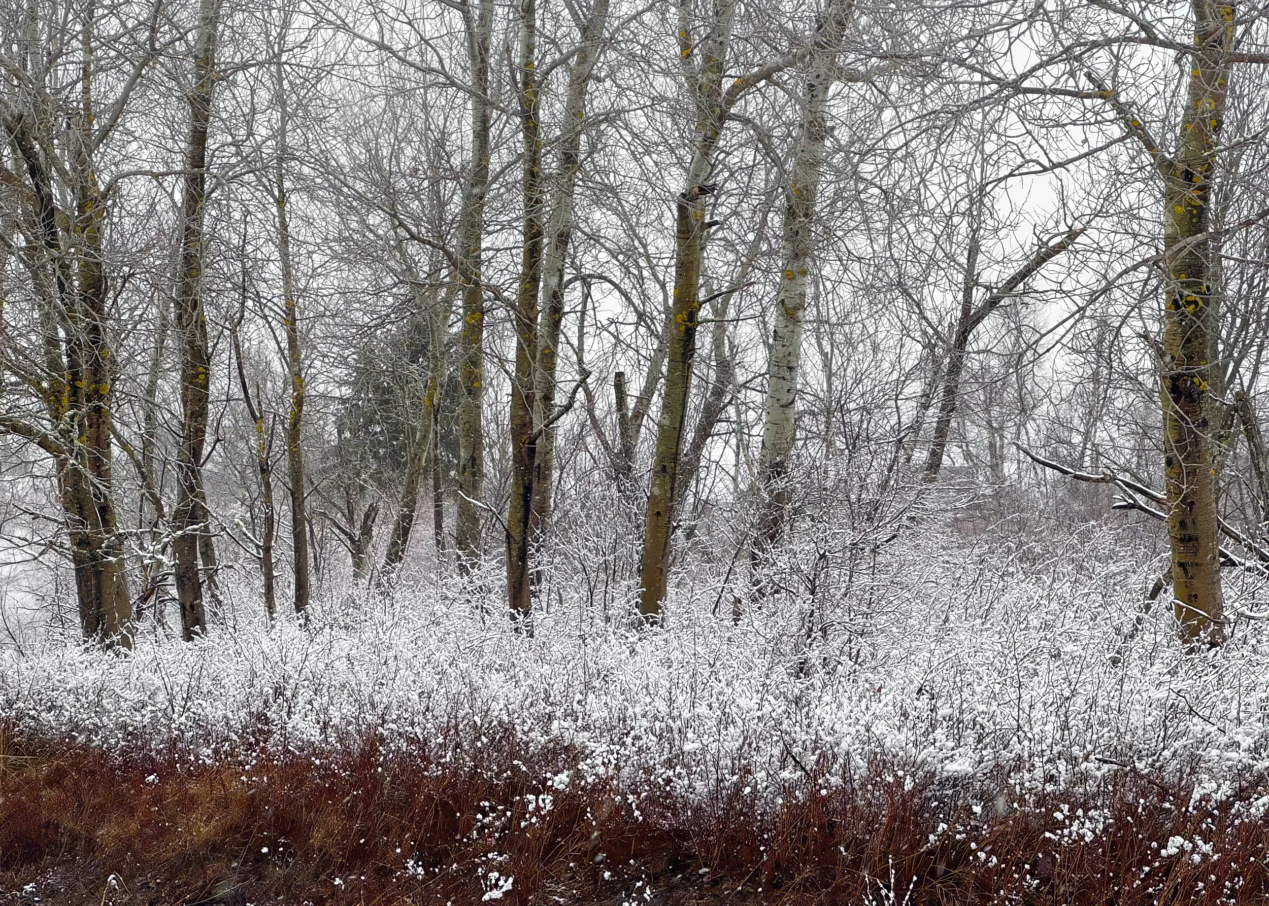 The Reluctant Spring - 01