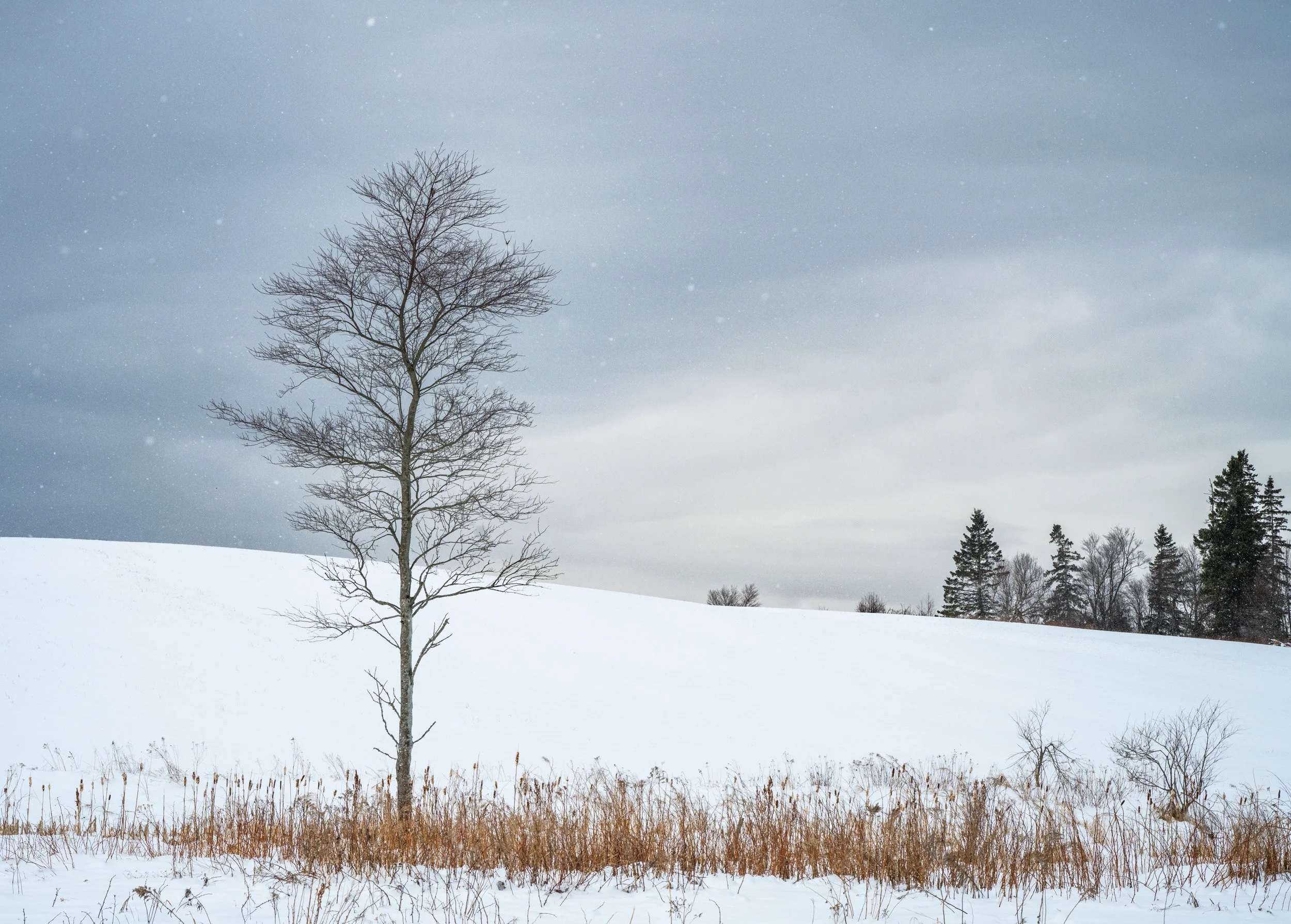 Quiet Winter, Tree Landscape - 6238