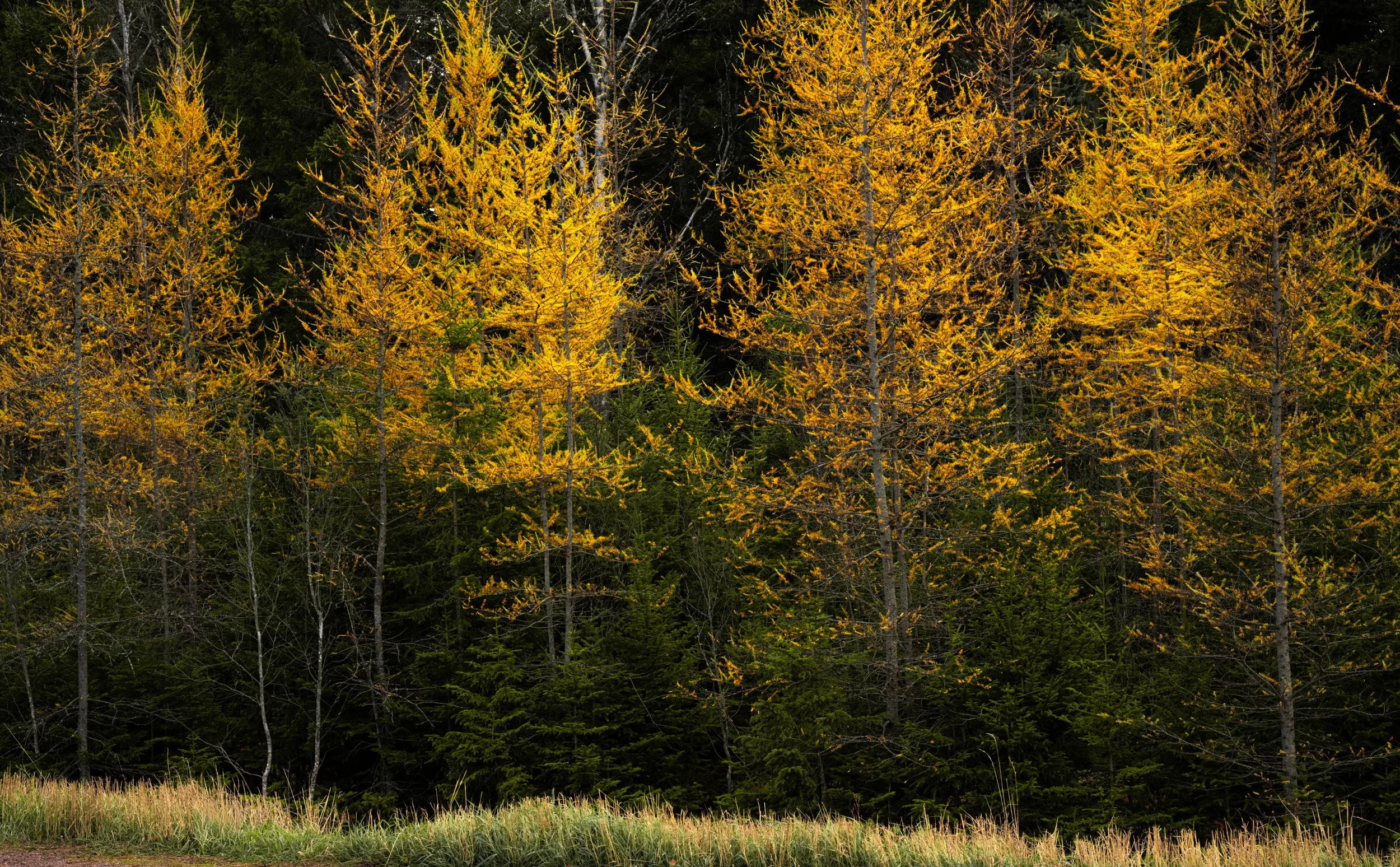 Tamaraks in Late Fall No. 2 - 5481