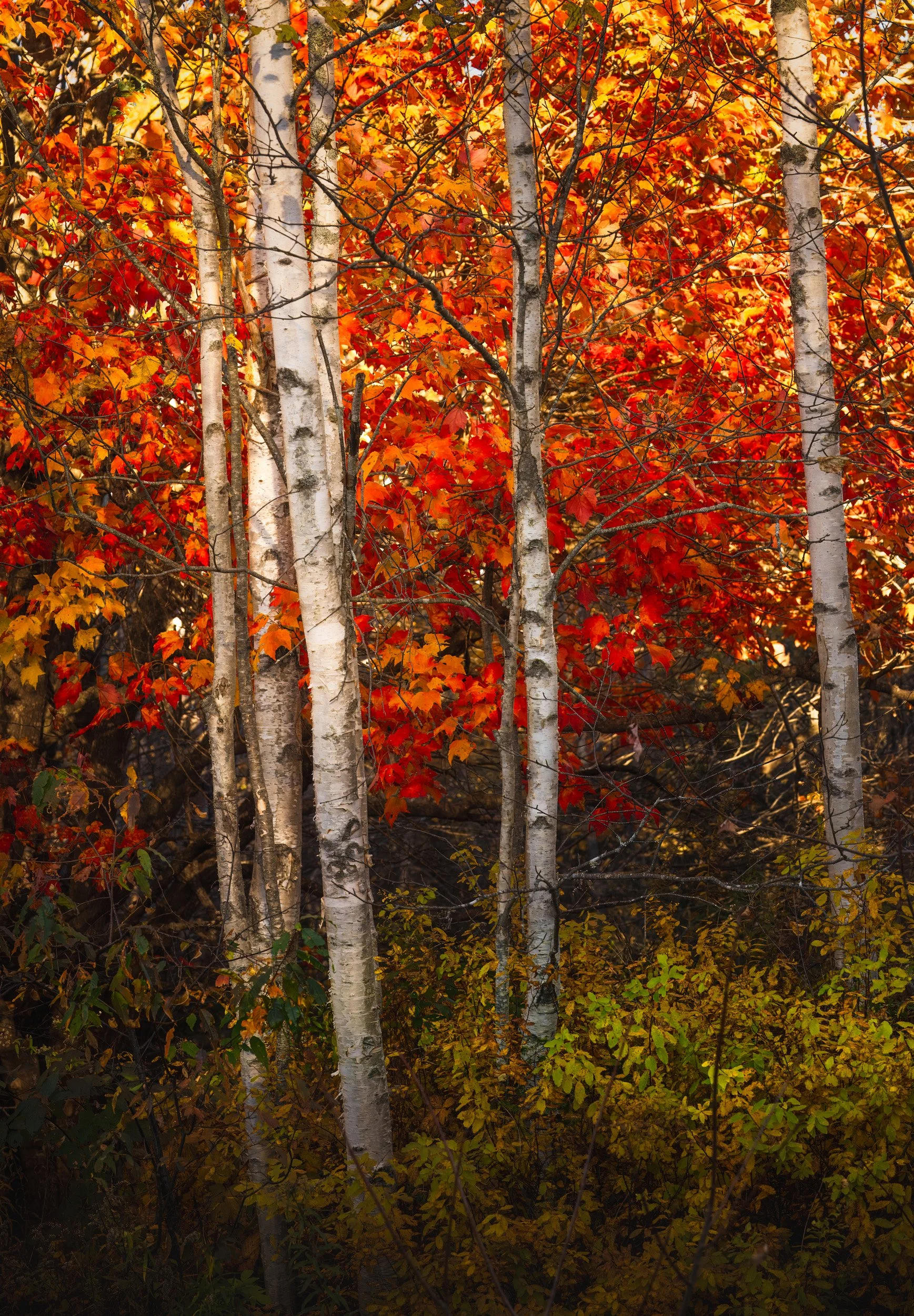 Beech Hill Park Fall Colors - 2045