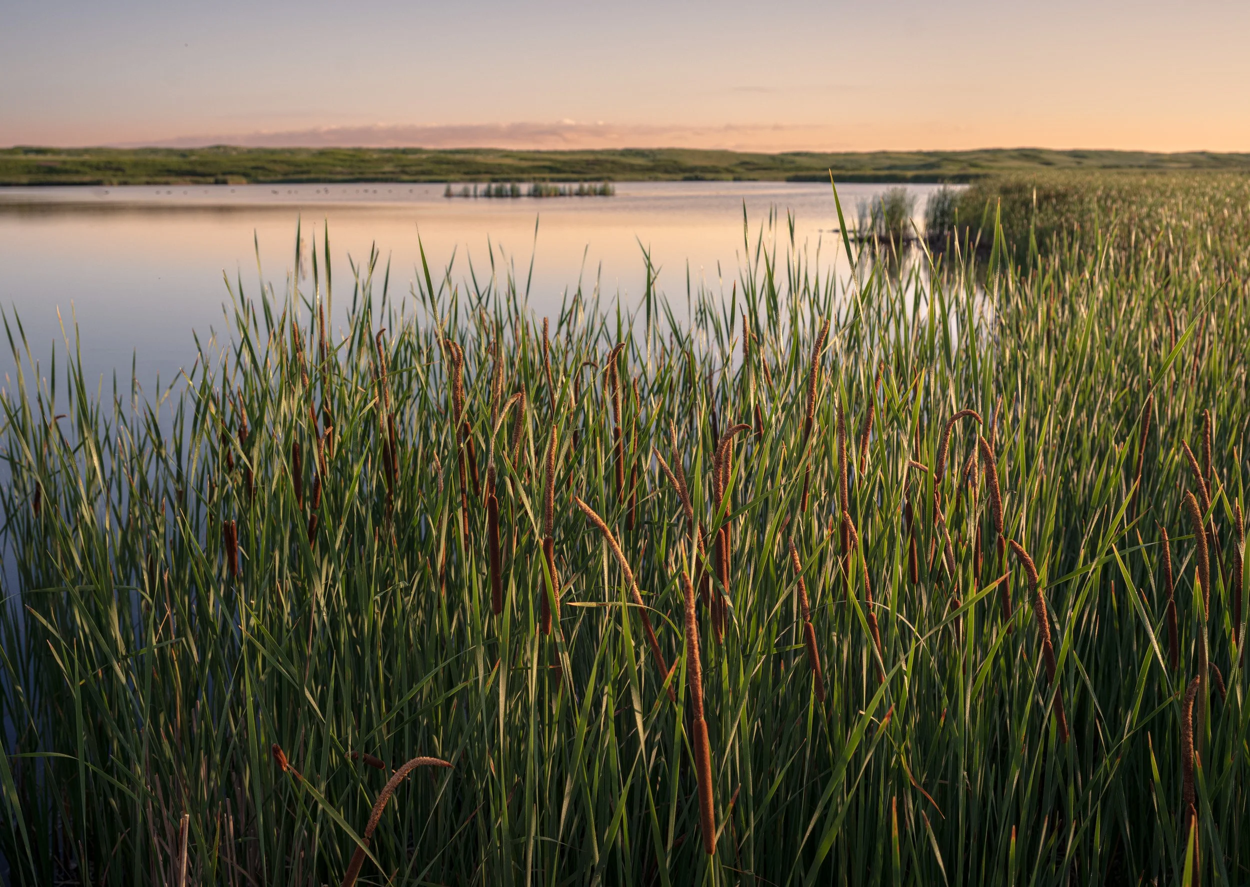 Cattail Paradise at Greenwich Dunes - 4907