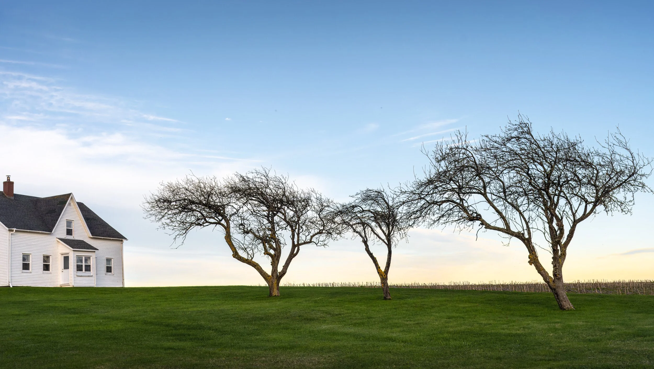 Farmhouse and 3 Trees - 3799