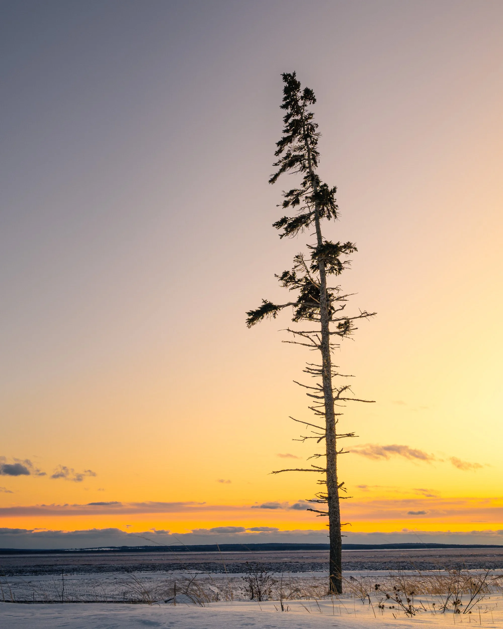 Lone Tree Fort Beauséjour - 2776