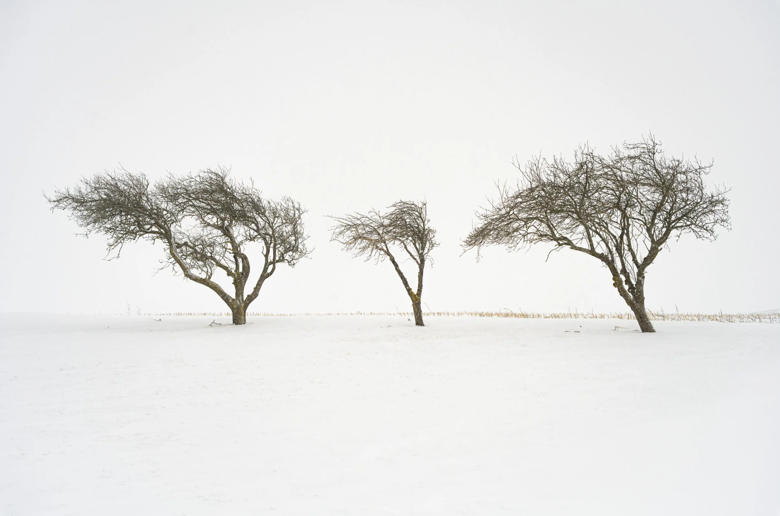 3 Trees in Snow - 2524