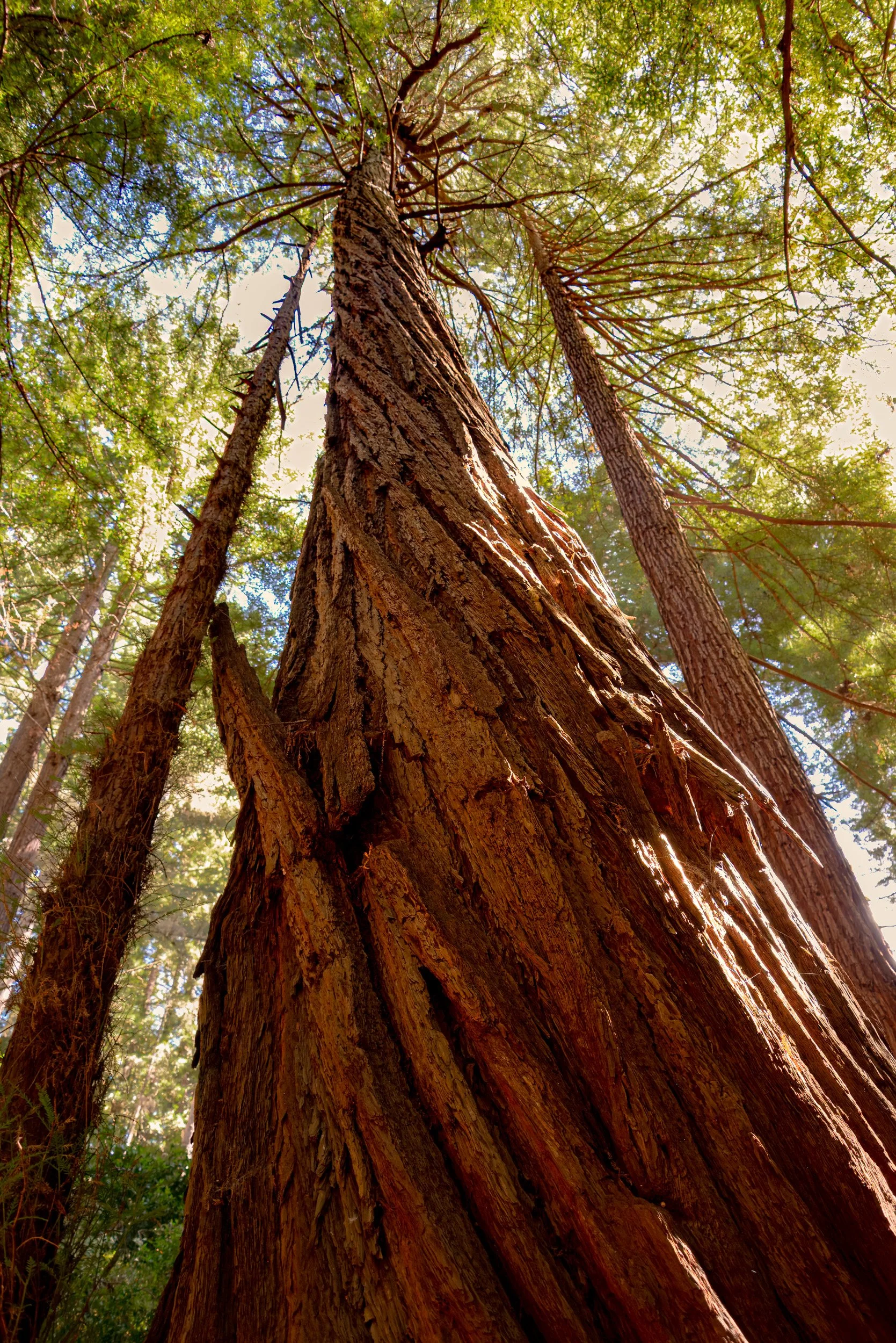 Corkscrew Redwood - 6950