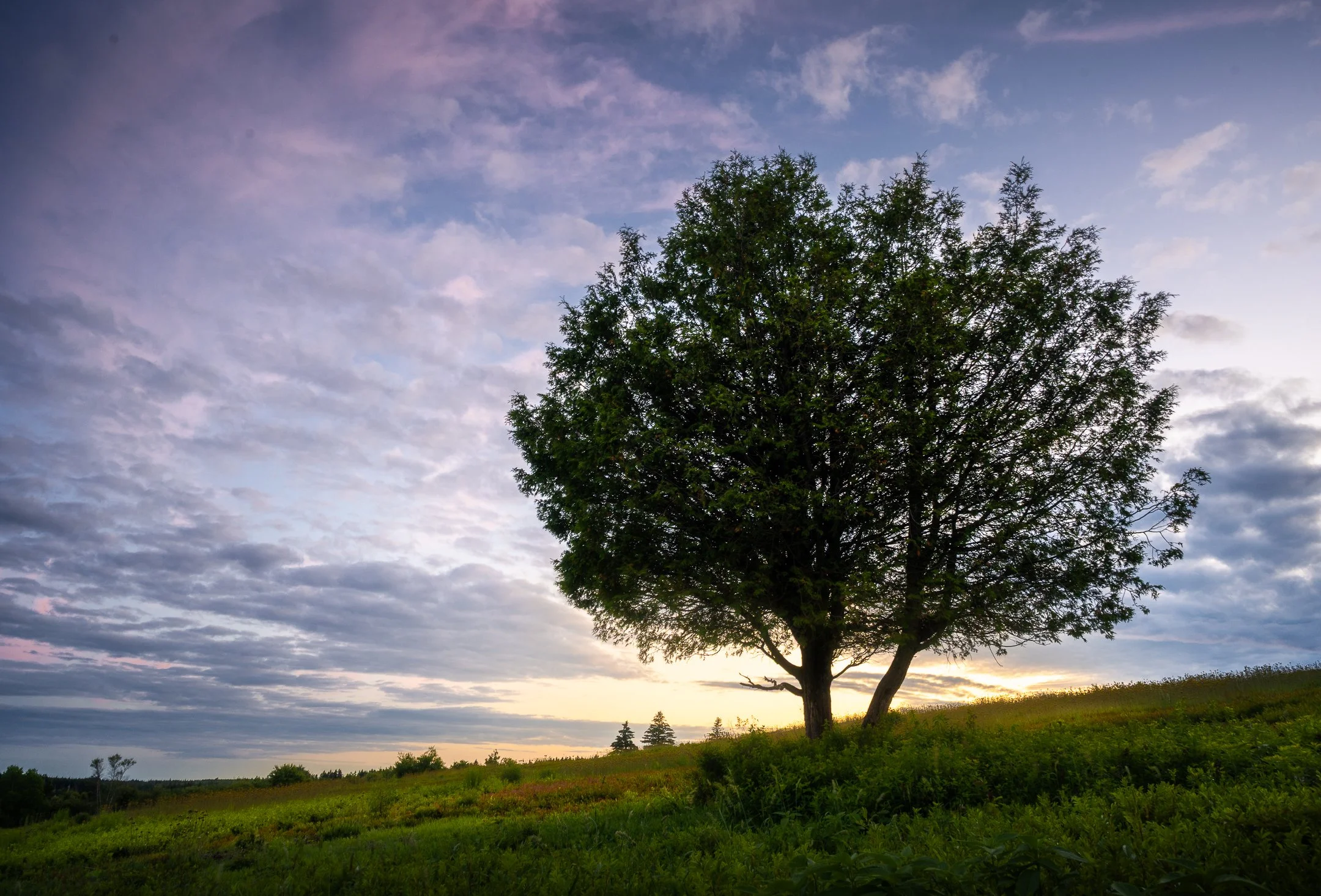 The Forbidden Tree - 7830