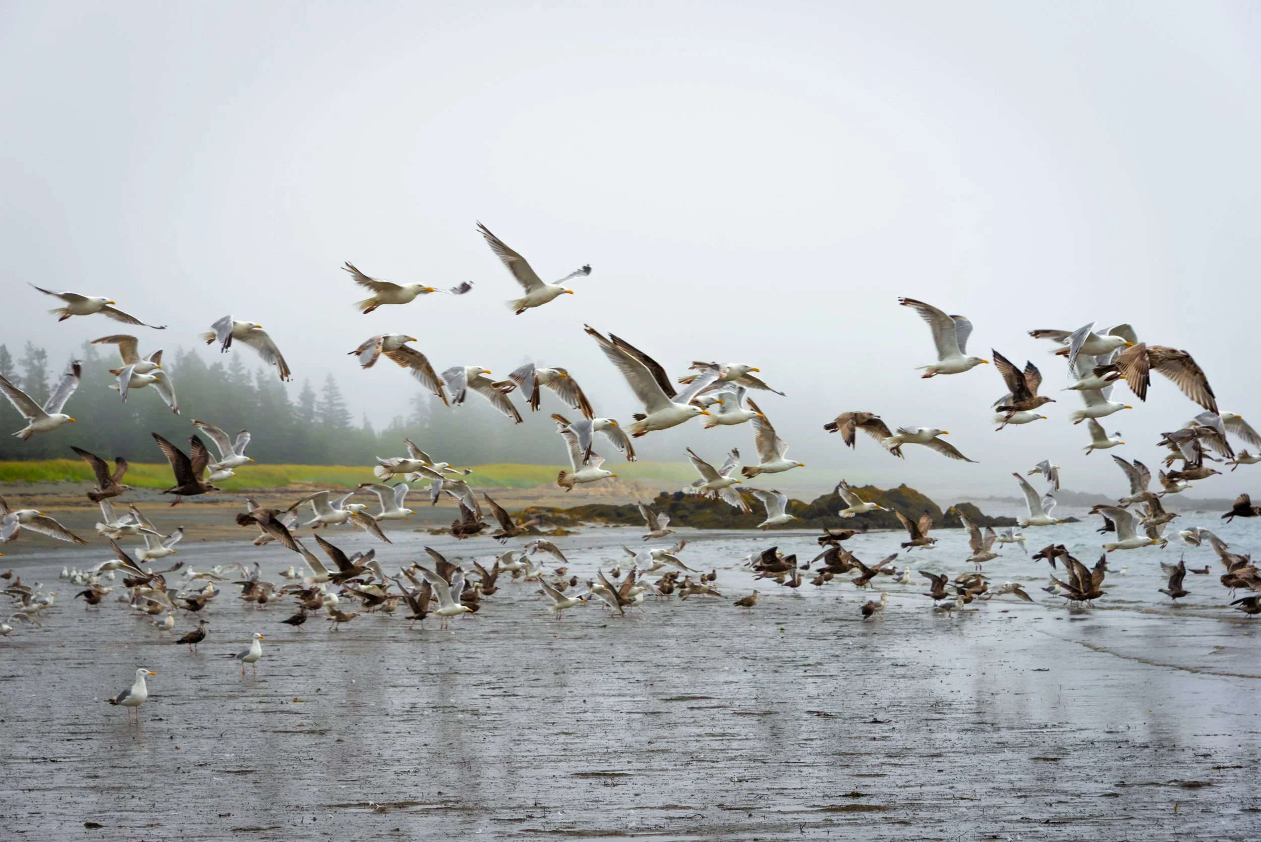 Grand Manan Birds in Flight - 6033