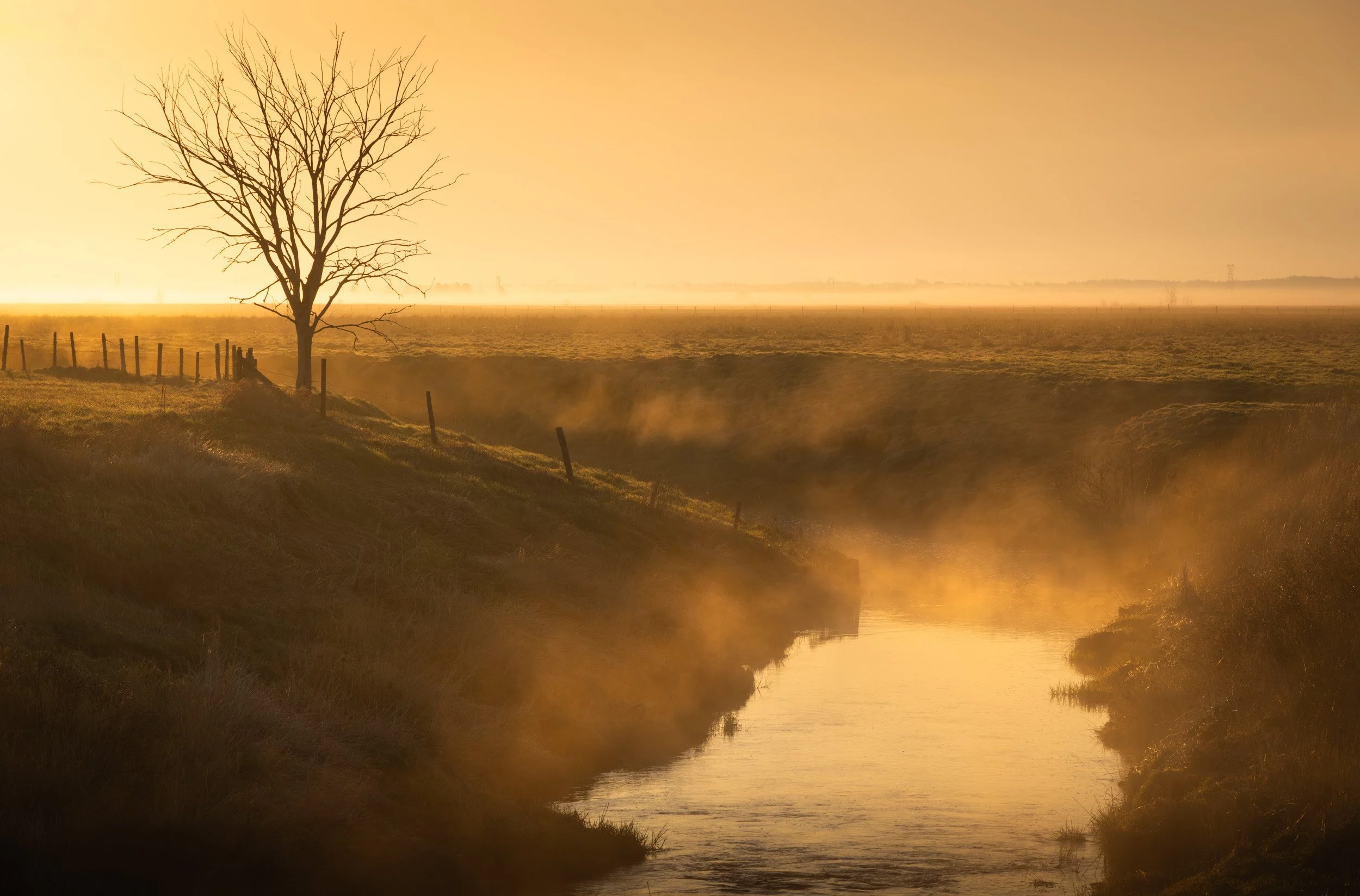 Golden Morning - 0392