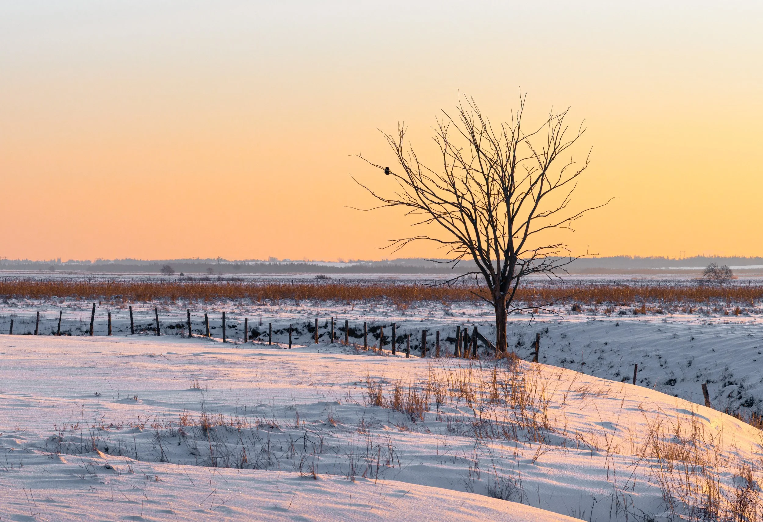 Early Bird in a Tree - 2379