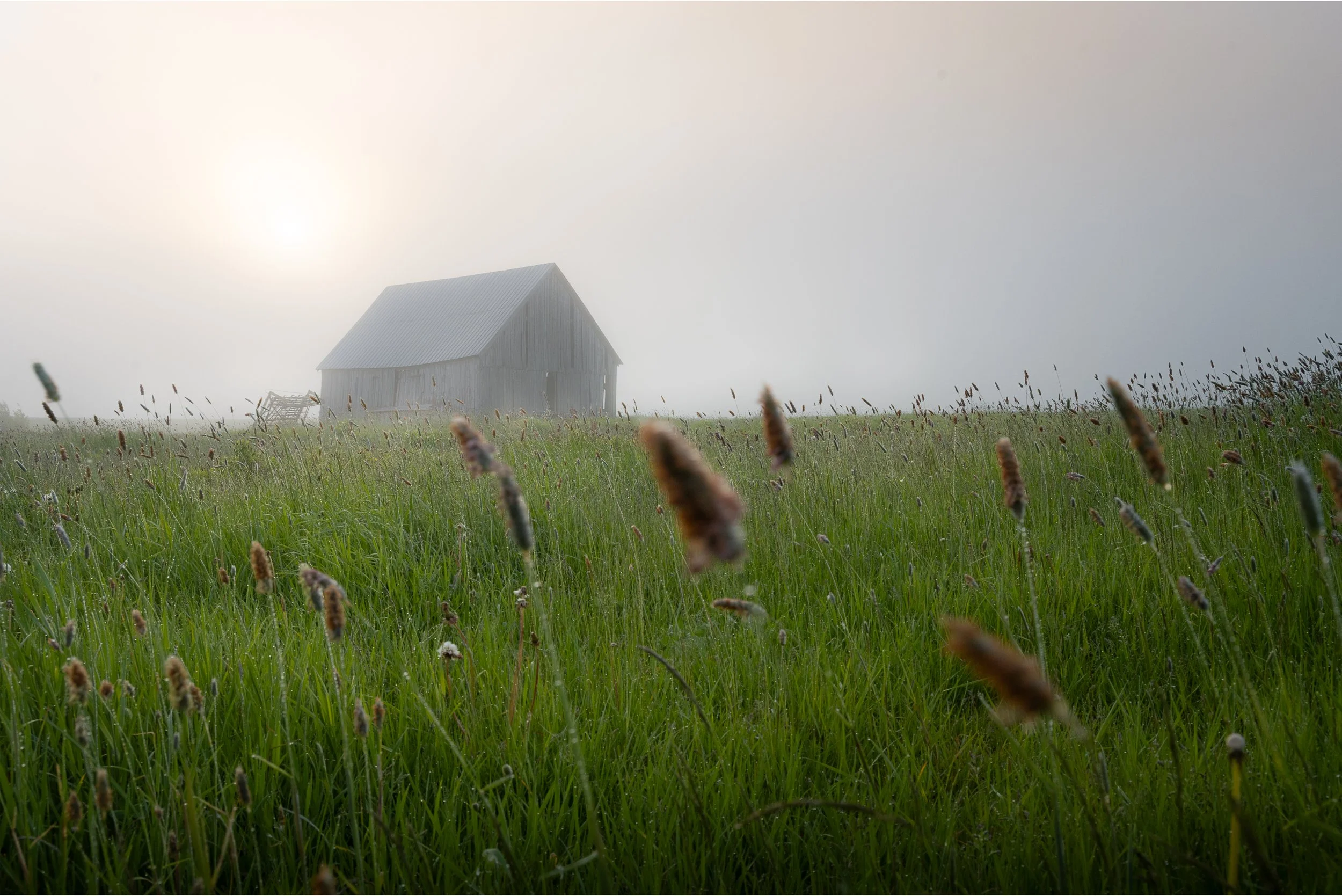 Morning Veil - 7473