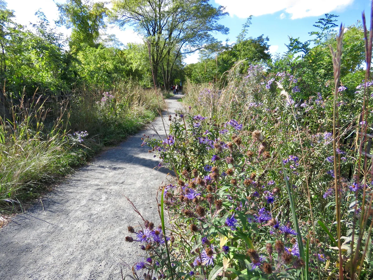 "Saving Queens' Secret Wetlands," published June 27, 2017. On the battle to save the 160-year-old Ridgewood Reservoir, the last vestige of Brooklyn’s old waterworks. By Ryan Goldberg. Read it here.