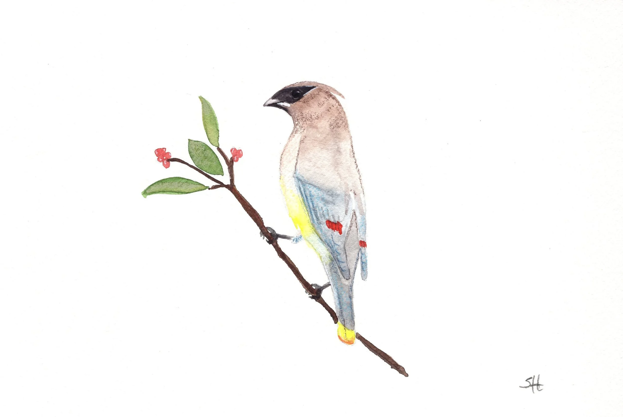 img030waxwing.jpg
