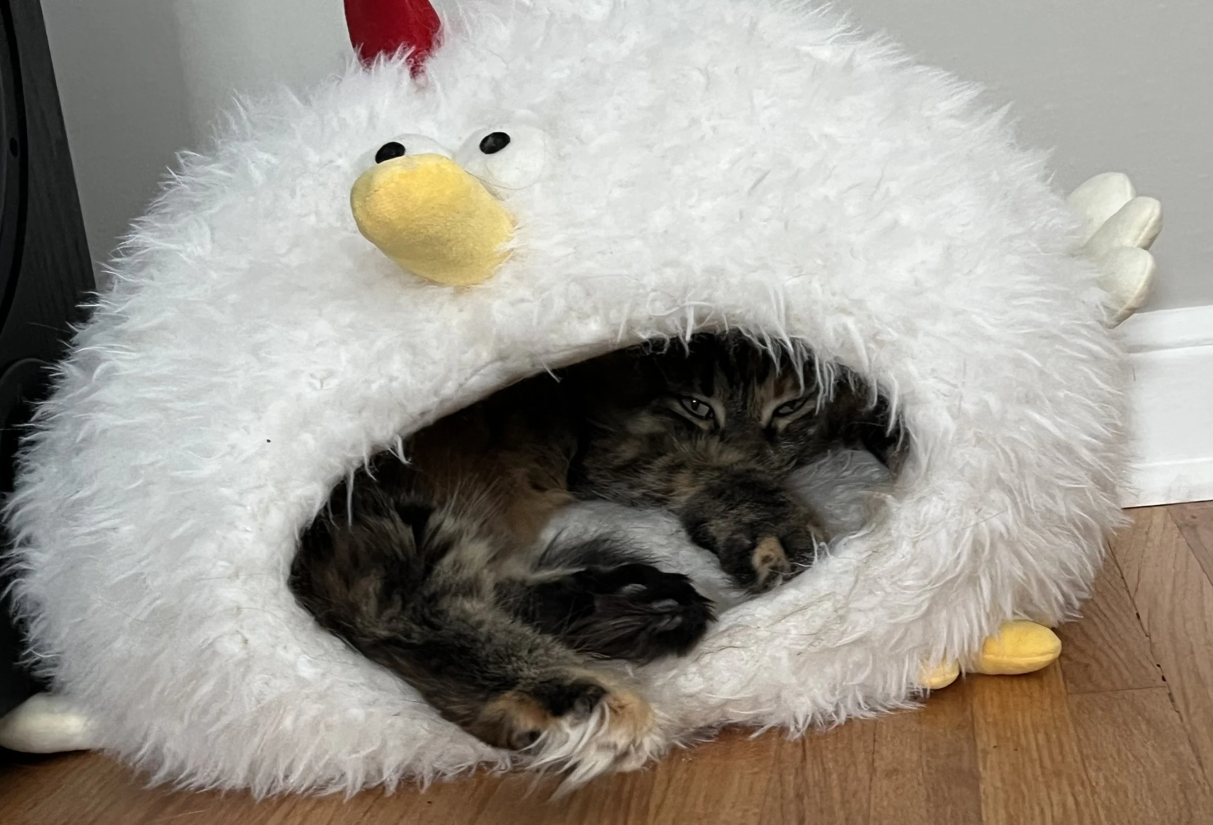 Minnie in a Chicken Bed
